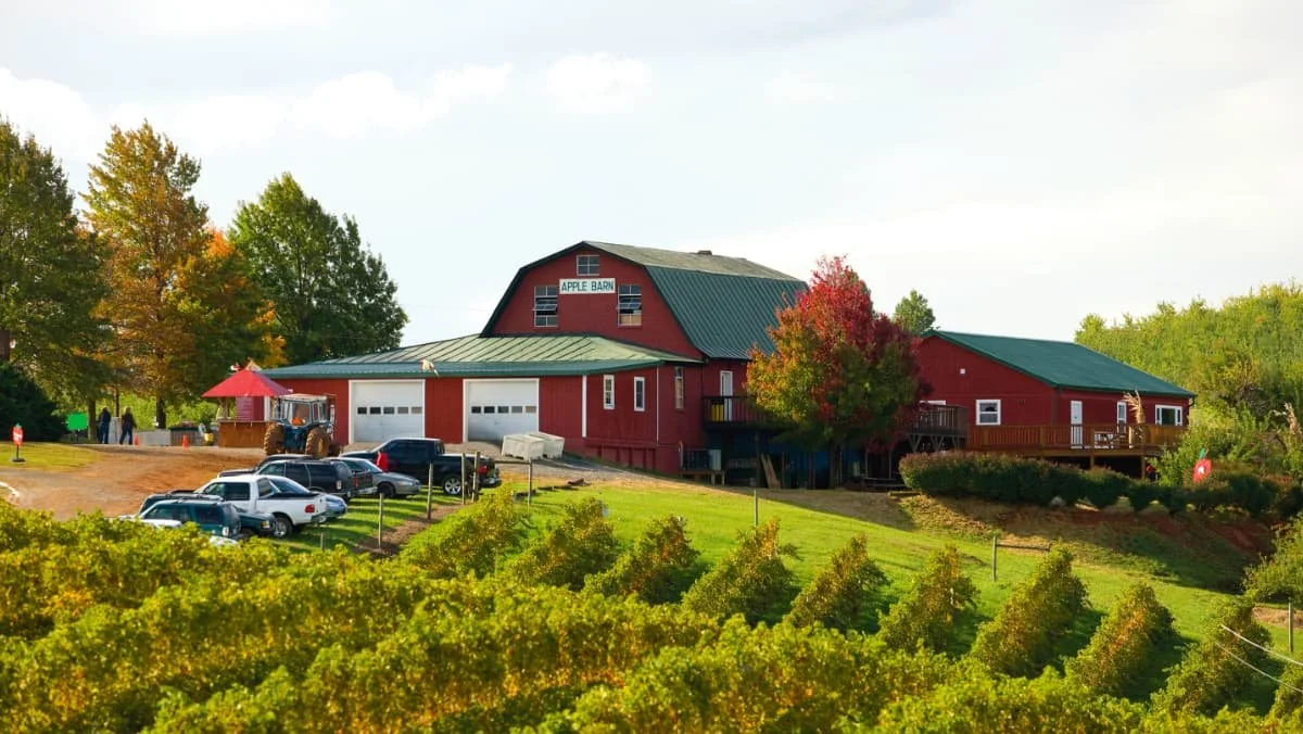 Carter Mountain Orchard: A Must-See Charlottesville Attraction for Every Season