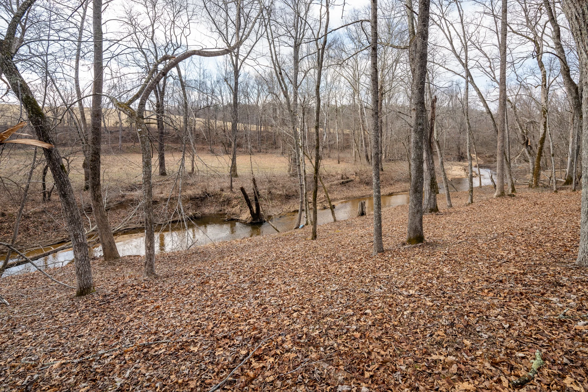 A leaf-covered forest floor with tall, leafless trees and a small creek running through the woods, under a cloudy sky.