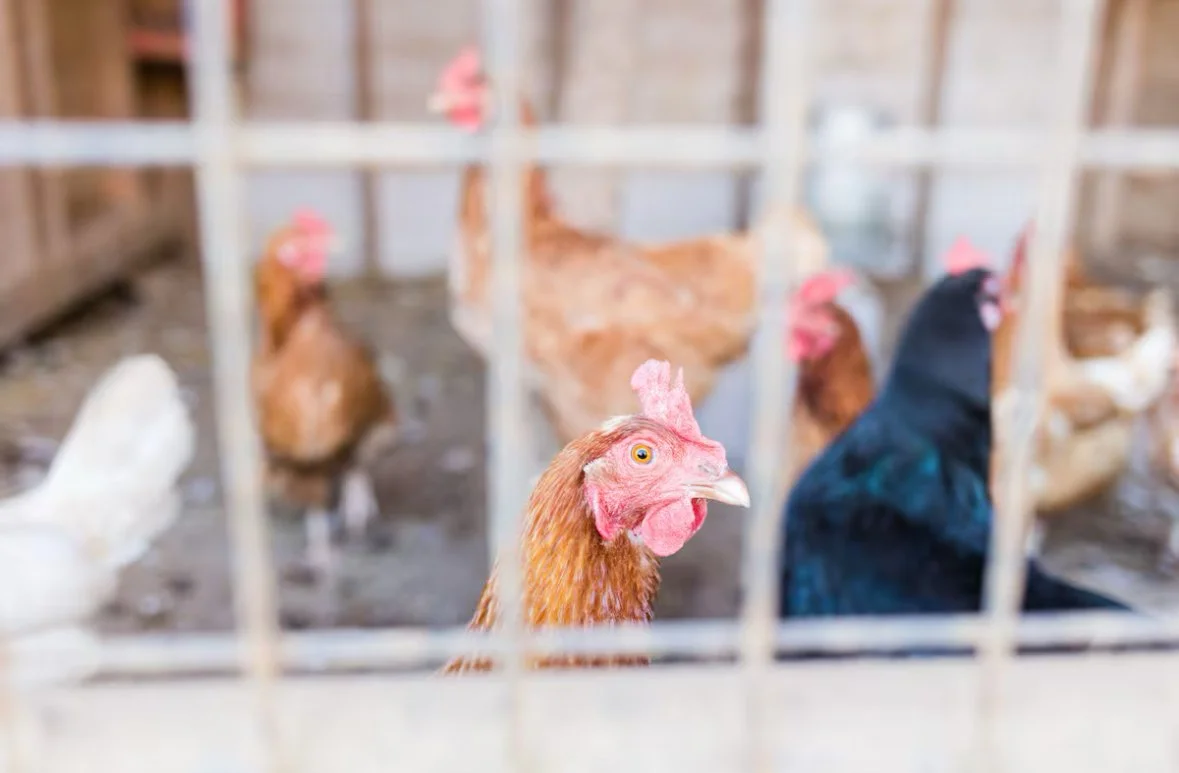 Several chickens behind a wire fence in a chicken coop.