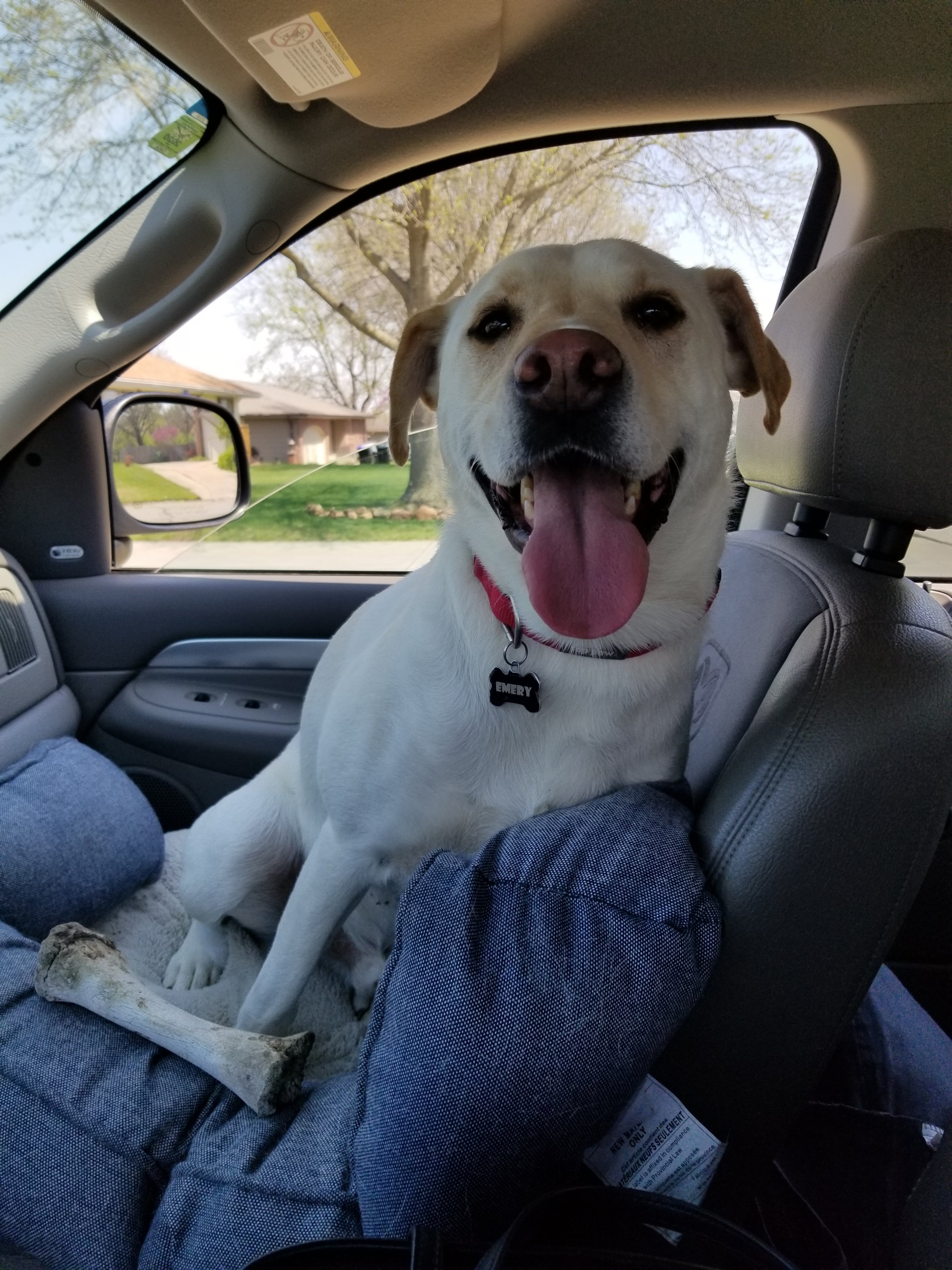 Taking care of a veteran's dog