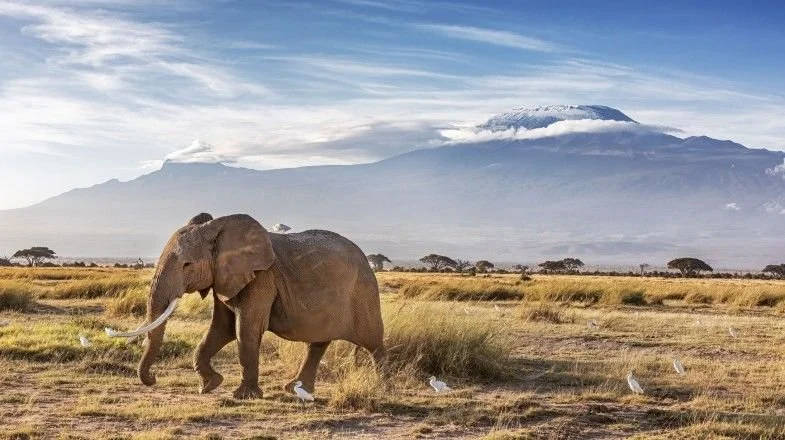 elephant kenya.jpg