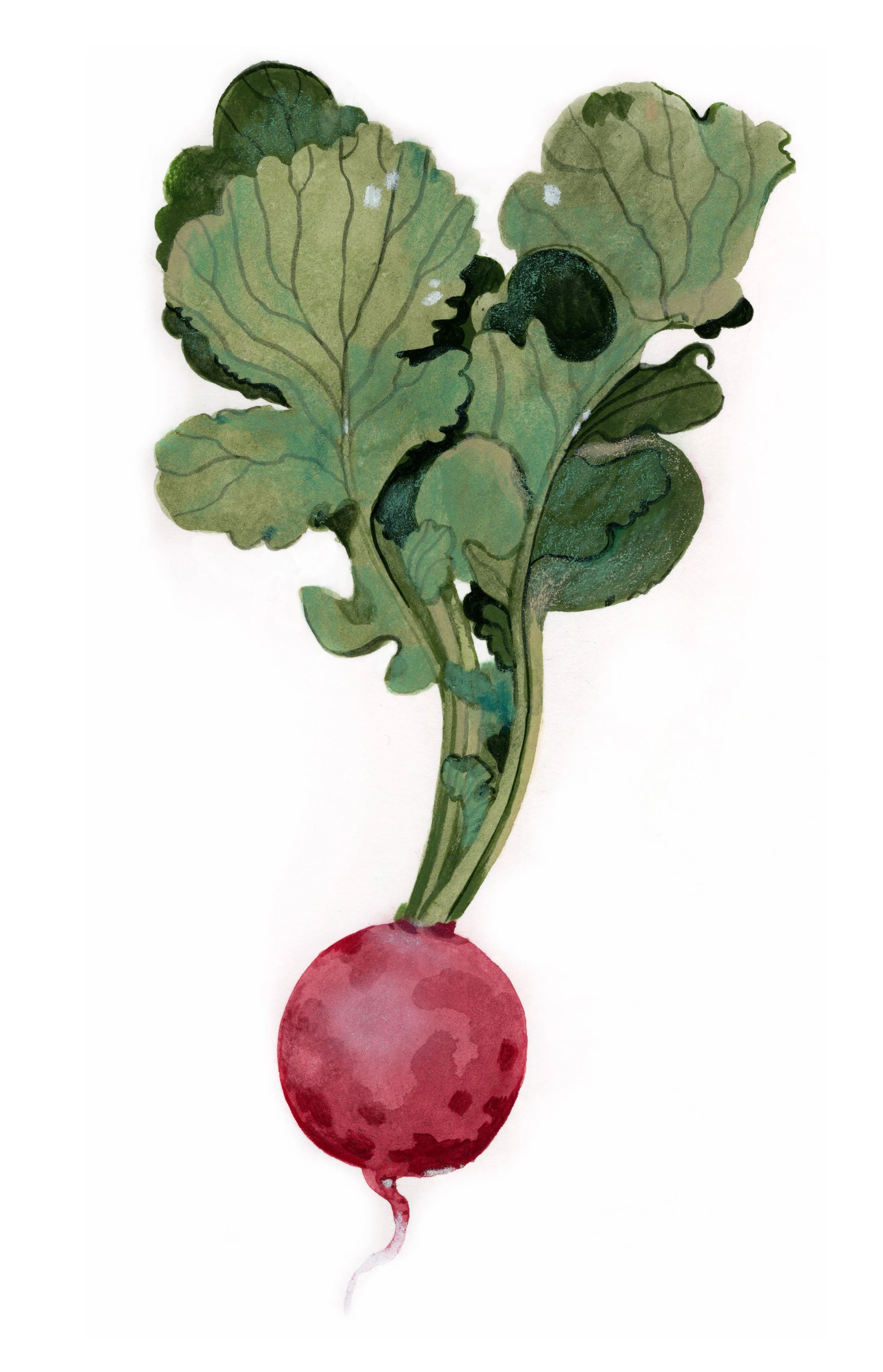 radish.jpg