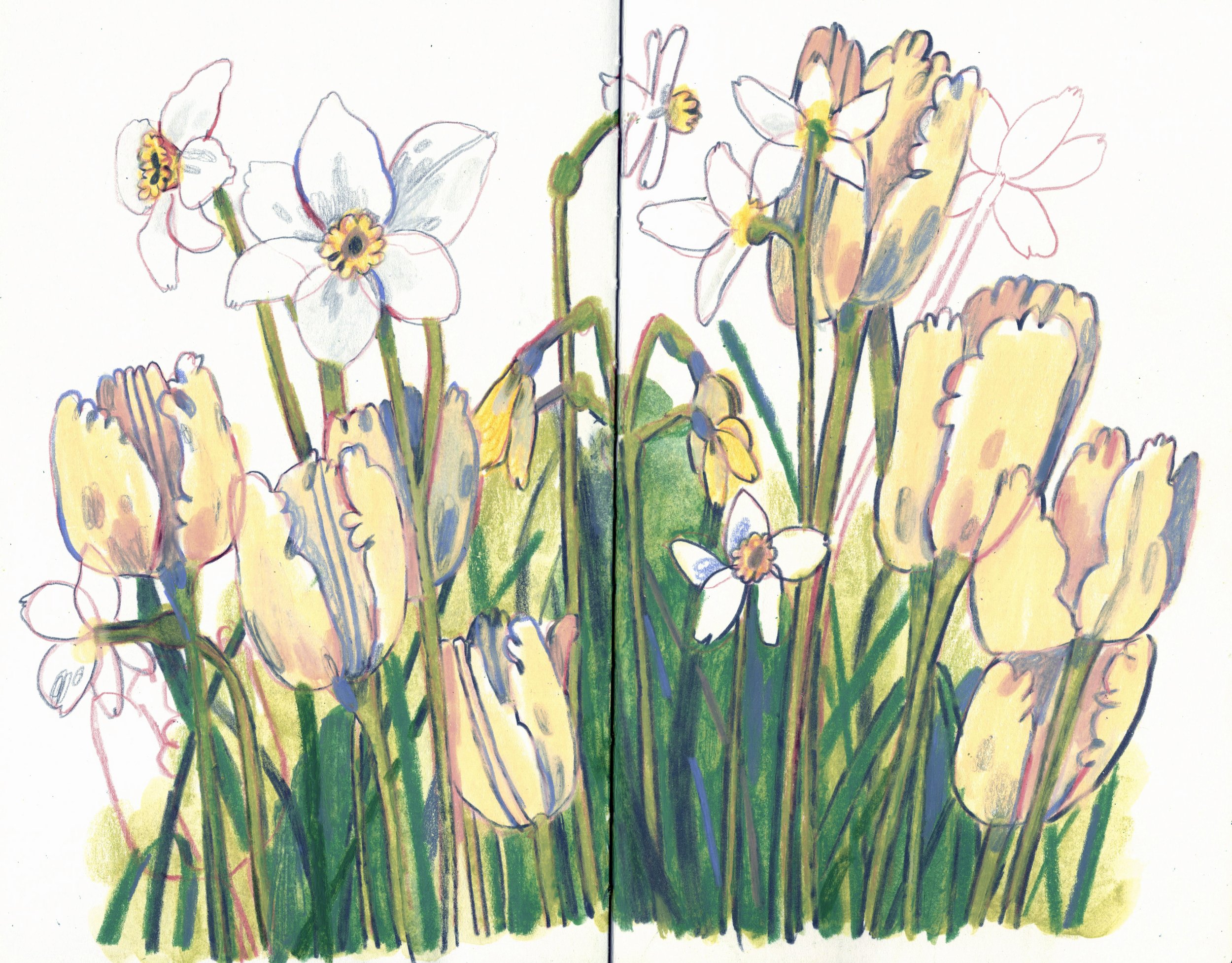 tulips.jpg