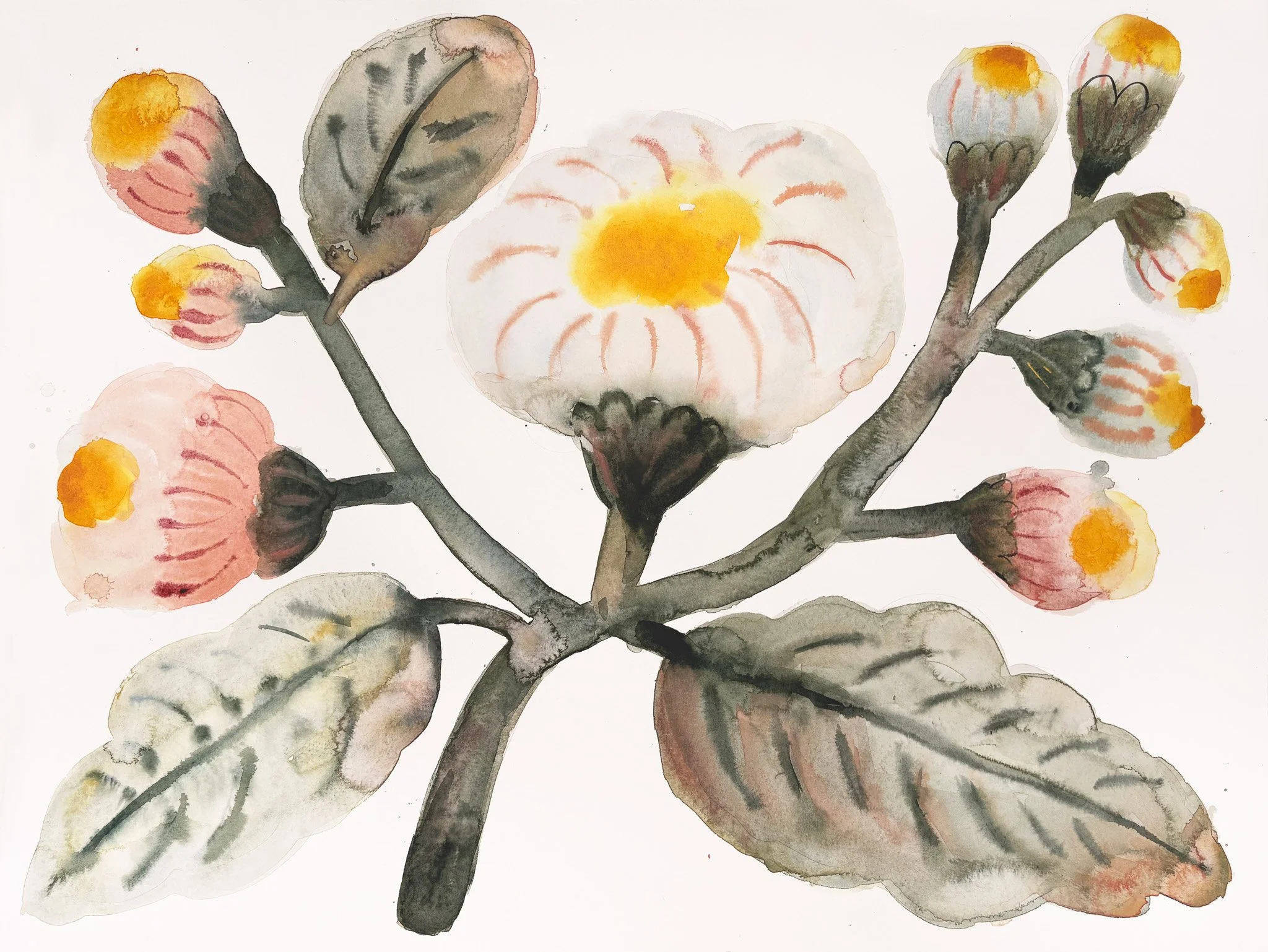 A watercolor painting of a flowering plant with pink and yellow blossoms, grey leaves, and dark branches against a white background.