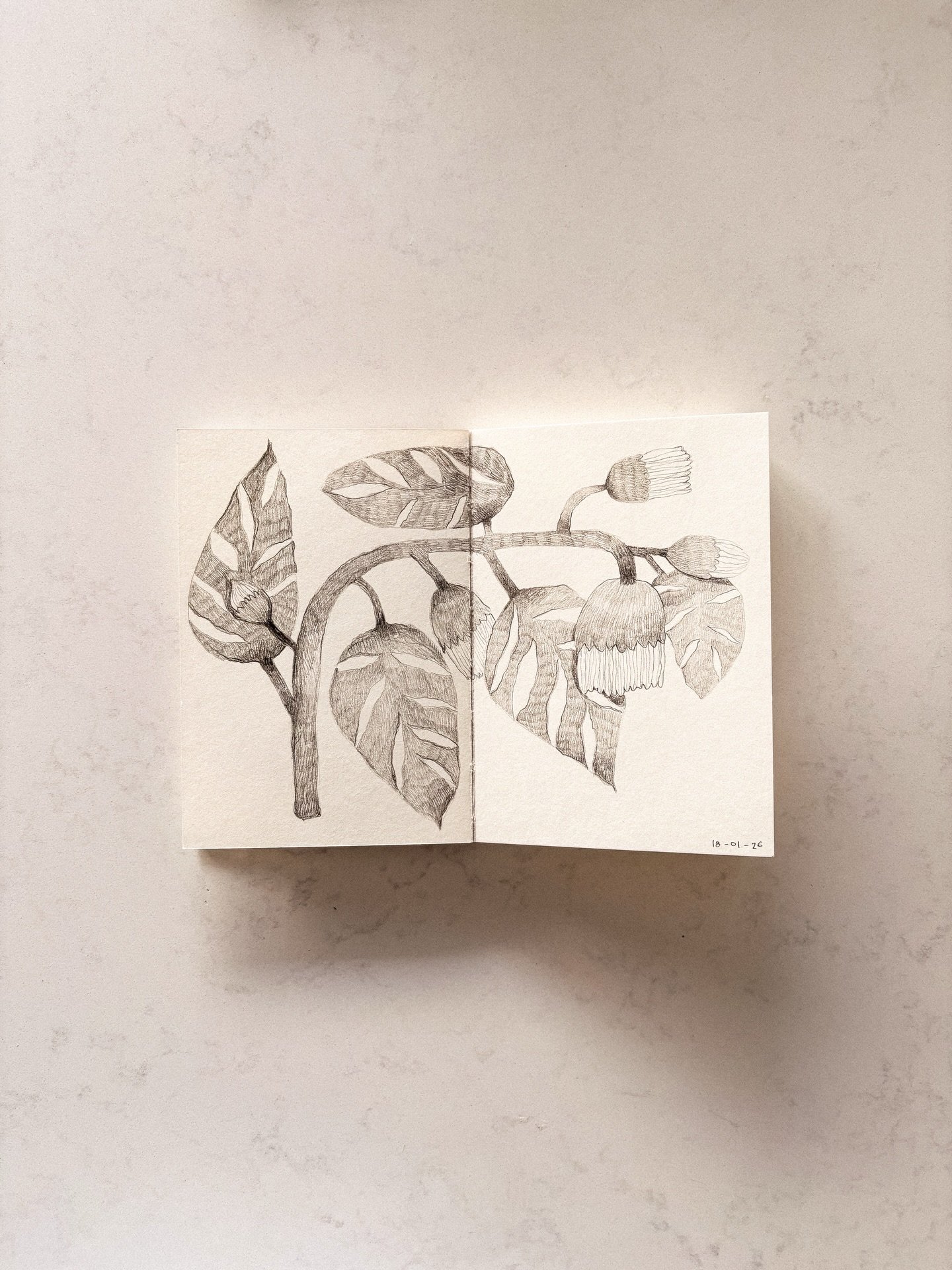 I keep working on these little, sketch-like drawings. I have to admit that sometimes I need to finish my pieces quickly &mdash; and this way of working is giving me so many ideas and a lot of inspiration.

#sketchbookart #botanicaldrawing #artistlife