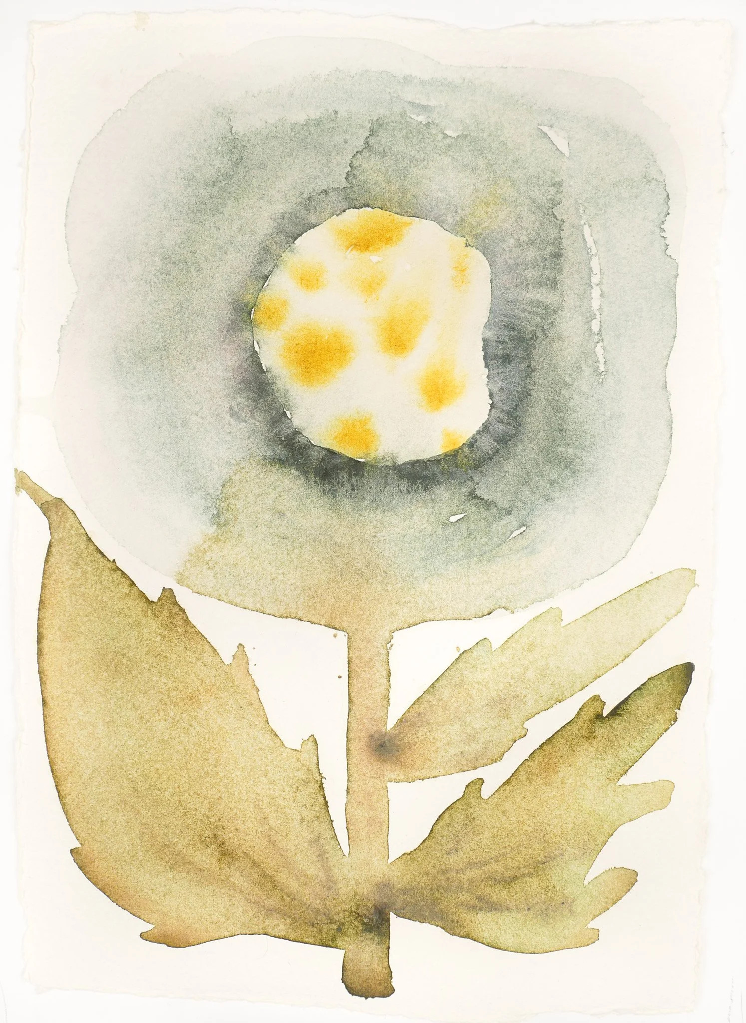 2024_Abstract Studies_Blue Poppy.jpg