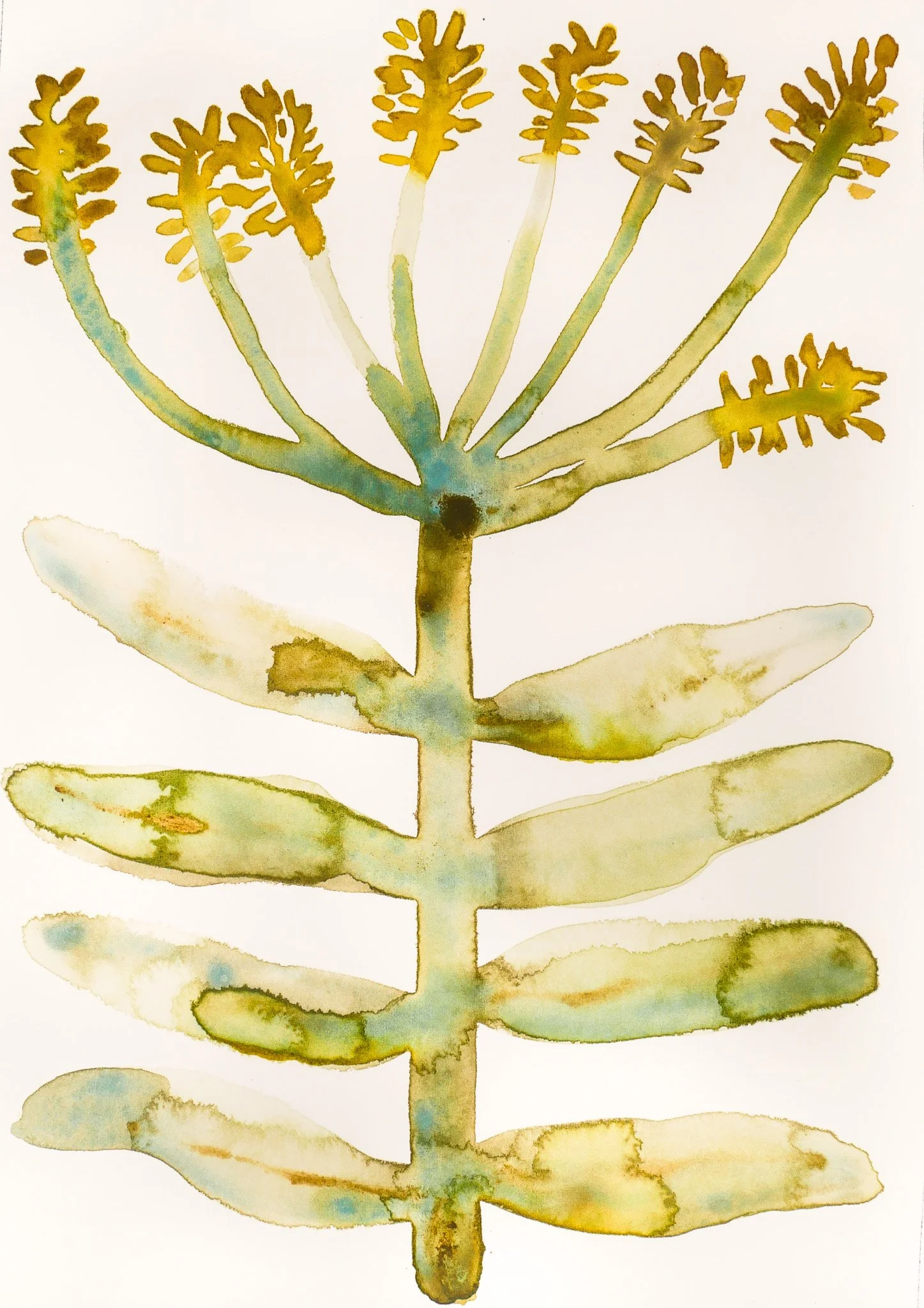 2024_Delicate_Golden Sea.jpg