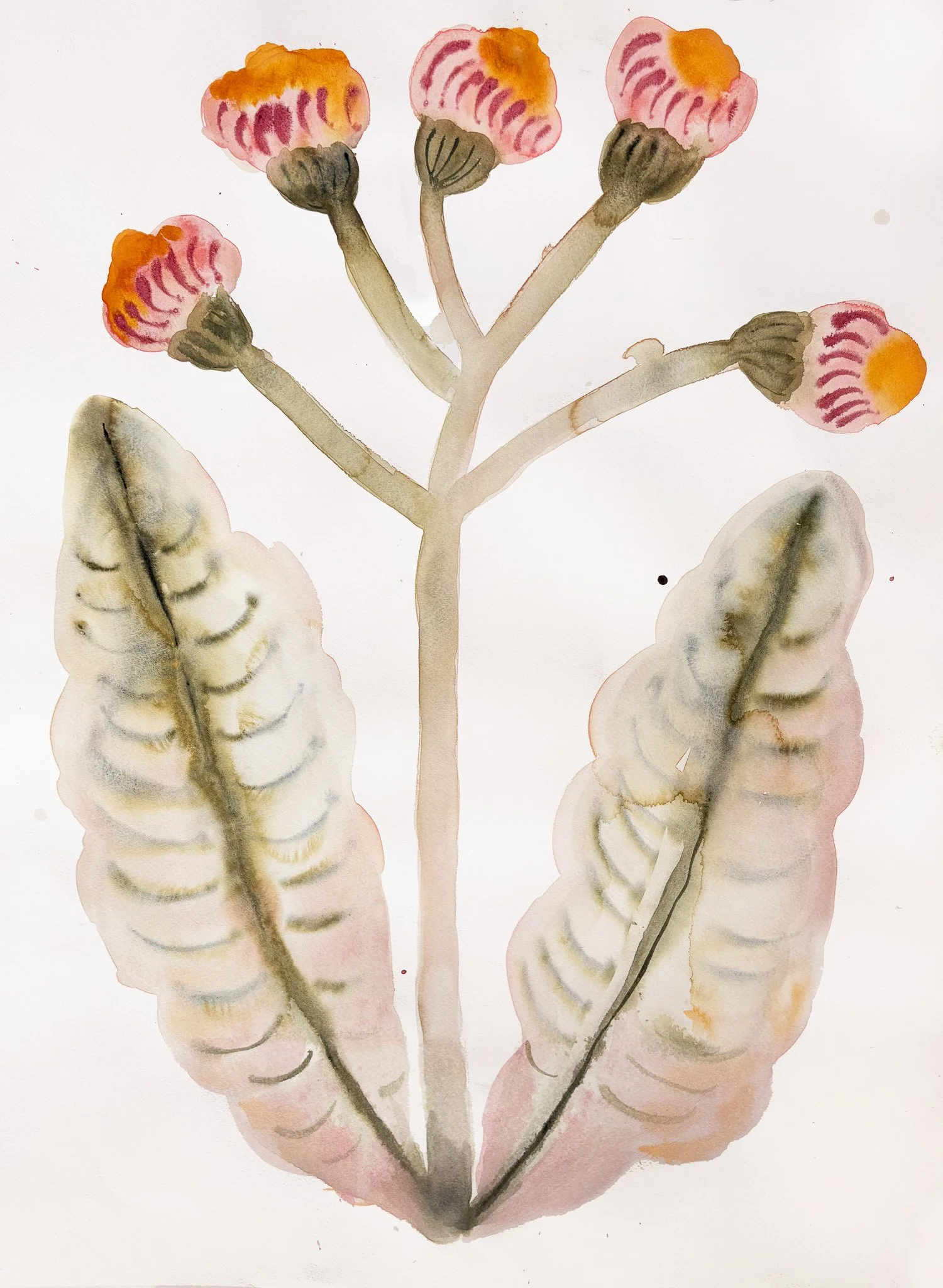 Held in Ascent  
50 x 70 cm 
Watercolor on Fabriano 640gsm 
2026 
Available 
Price on request