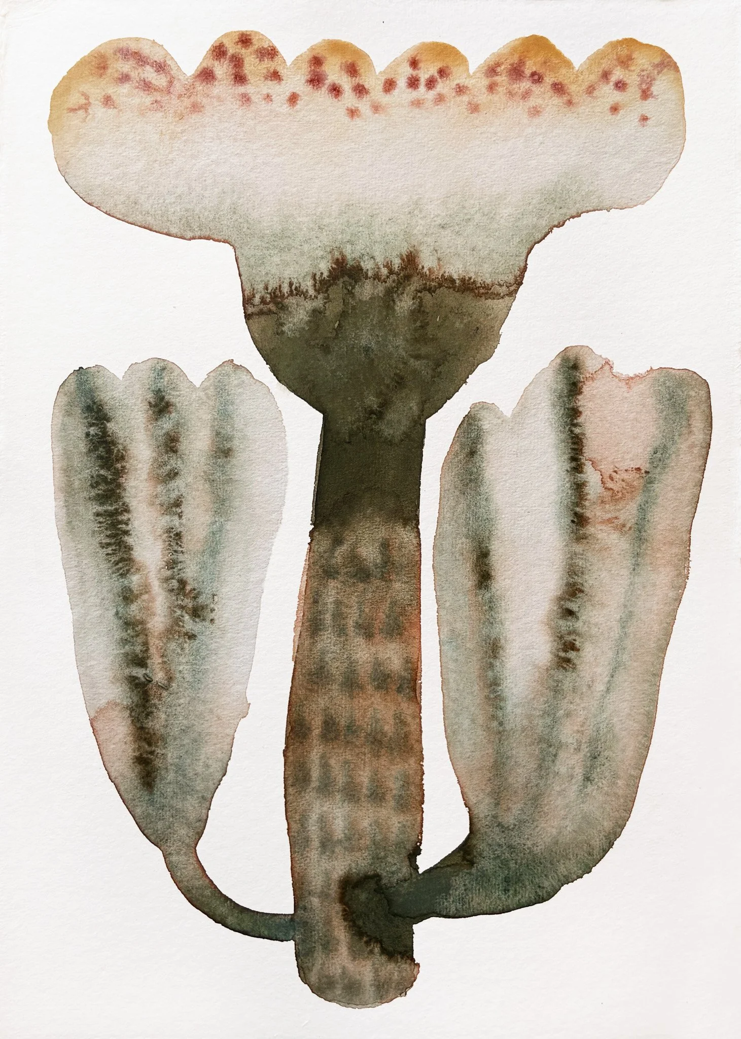 Watercolor painting of male and female reproductive organs.
