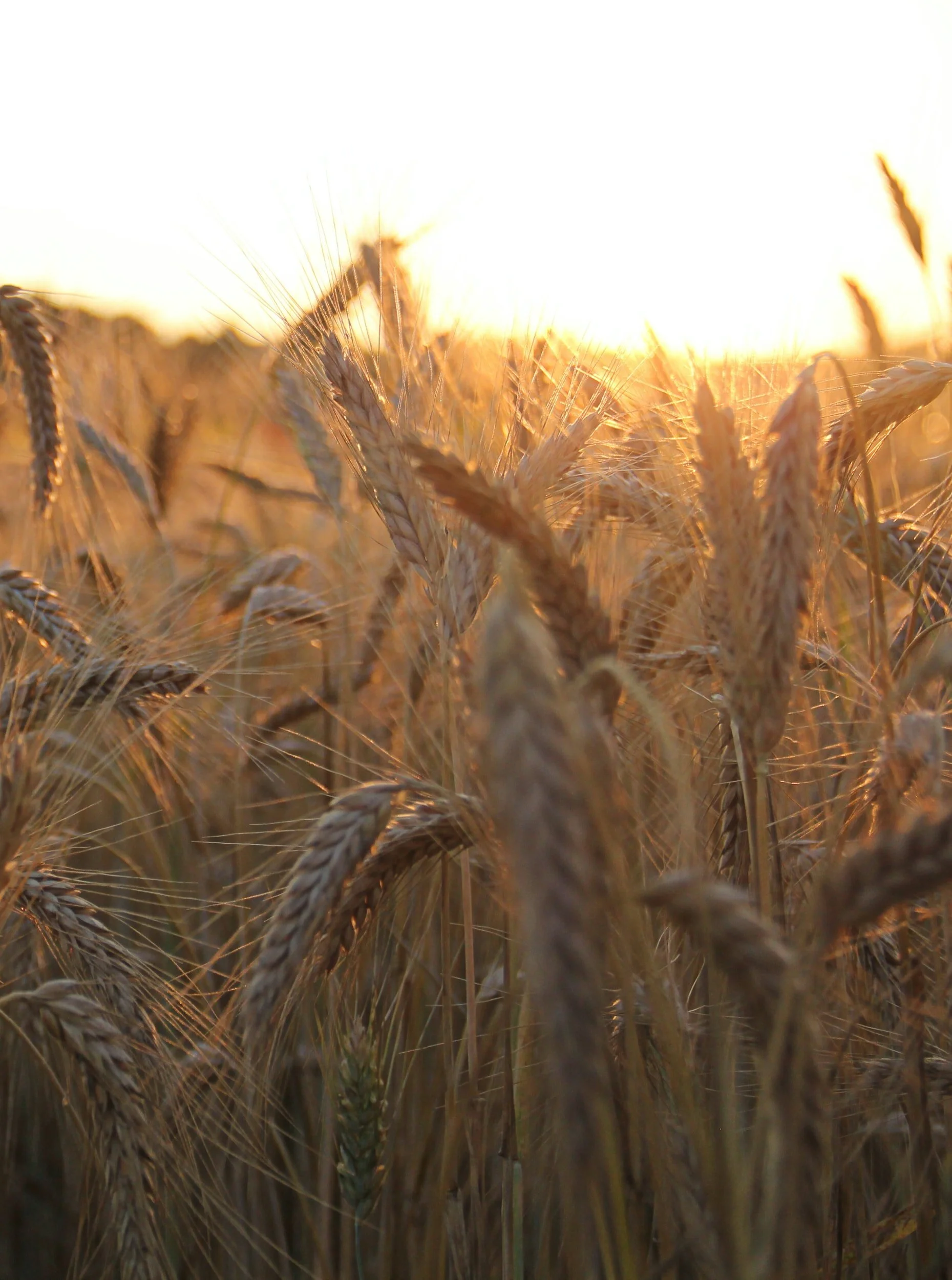 Groups Call for Immediate Implementation of Emergency Relief for BIPOC Farmers and Ranchers on Final Passage of American Rescue Plan
