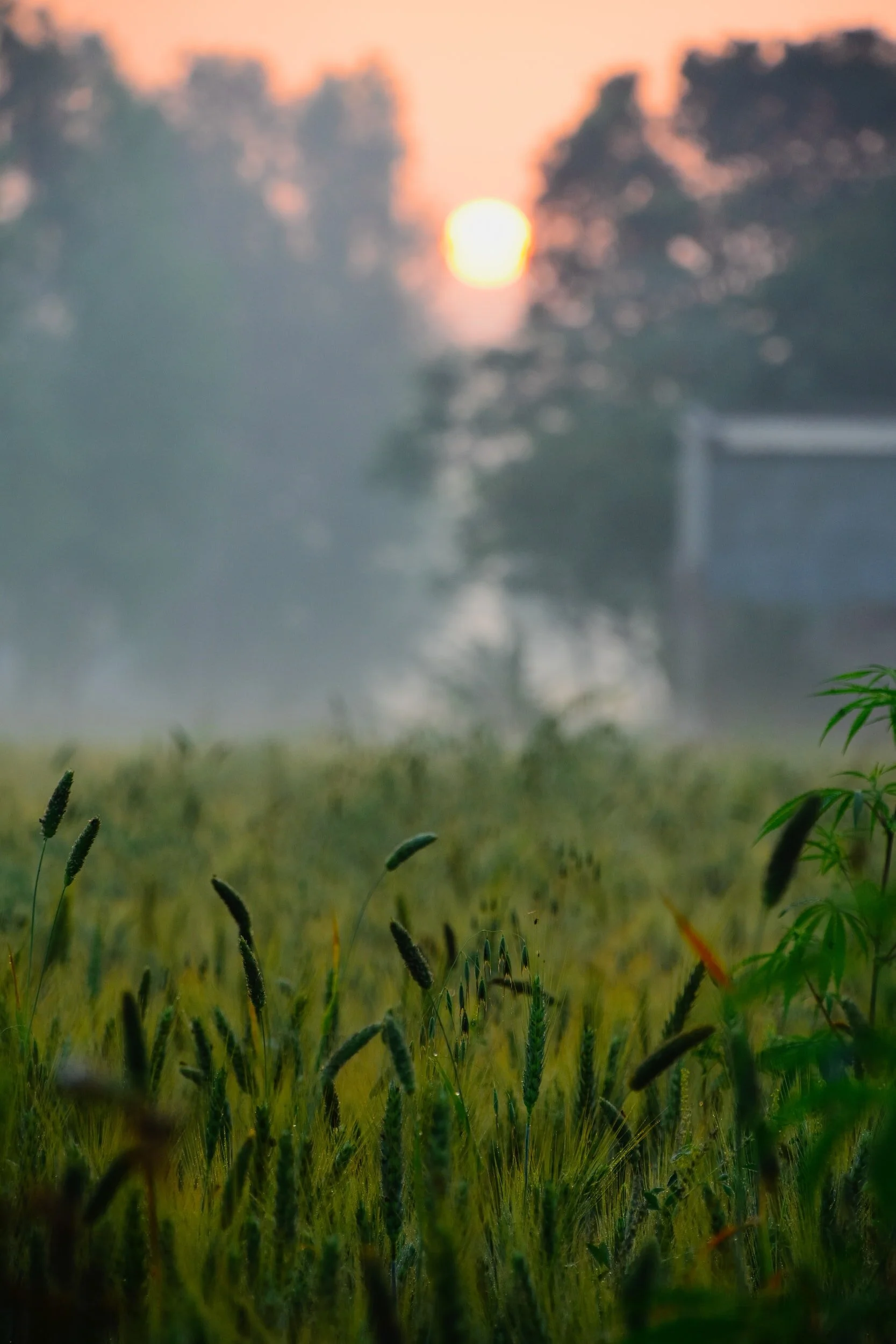 Groups Call for Emergency Relief for Black Indigenous People of Color (BIPOC) Farmers and Ranchers