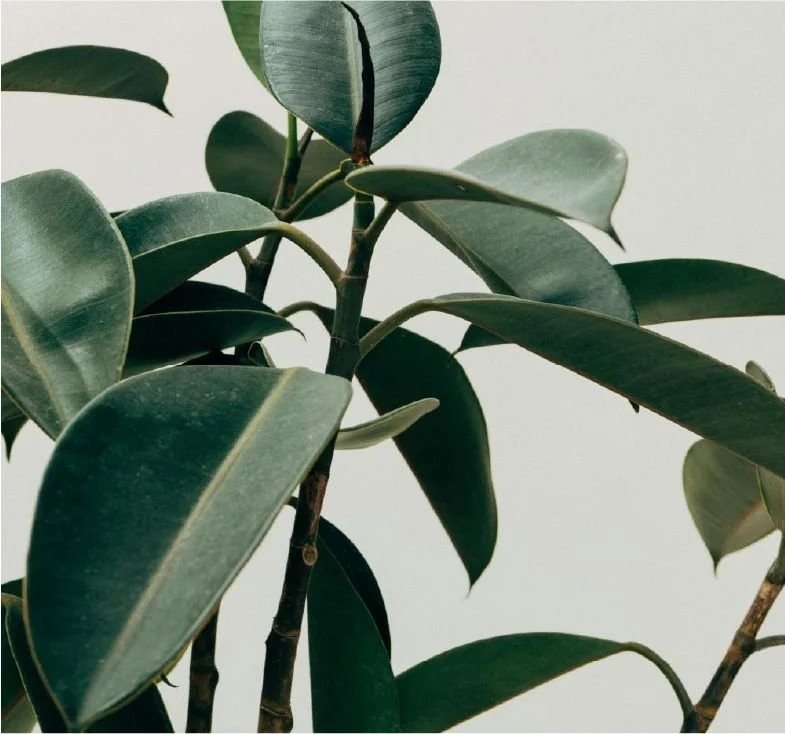 Close-up of rubber plant leaves against a neutral background.