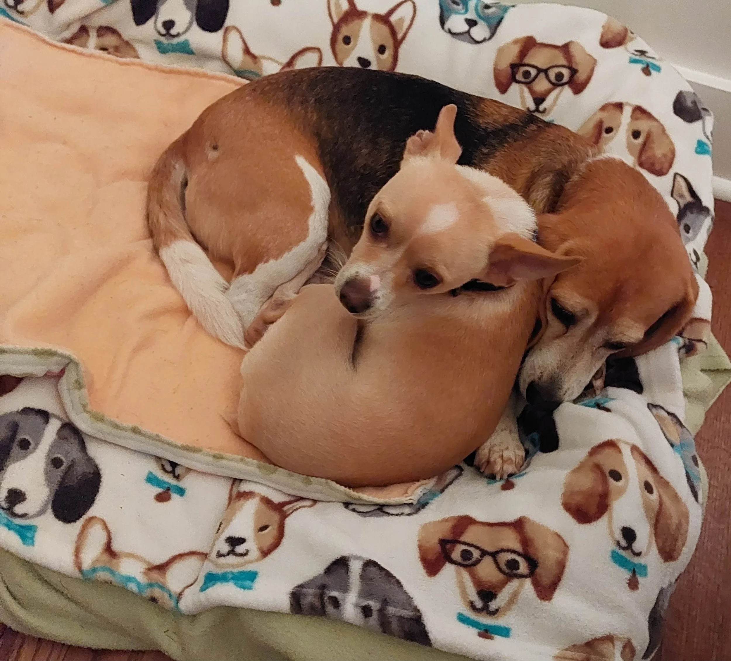 BOB Website - E and Chick.jpg