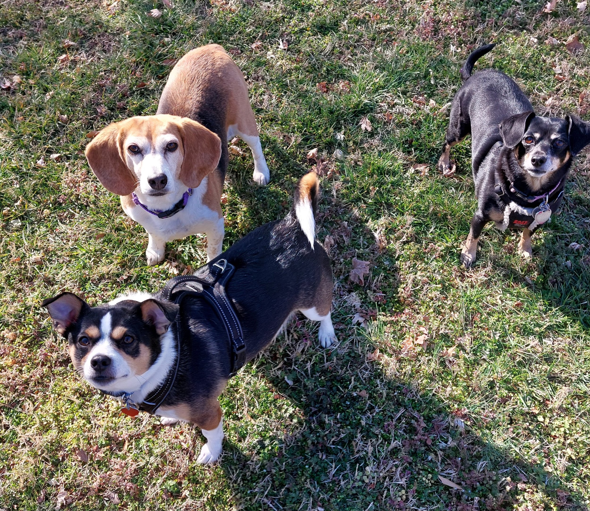 BOB Website E with Ivy and Oscar.jpg