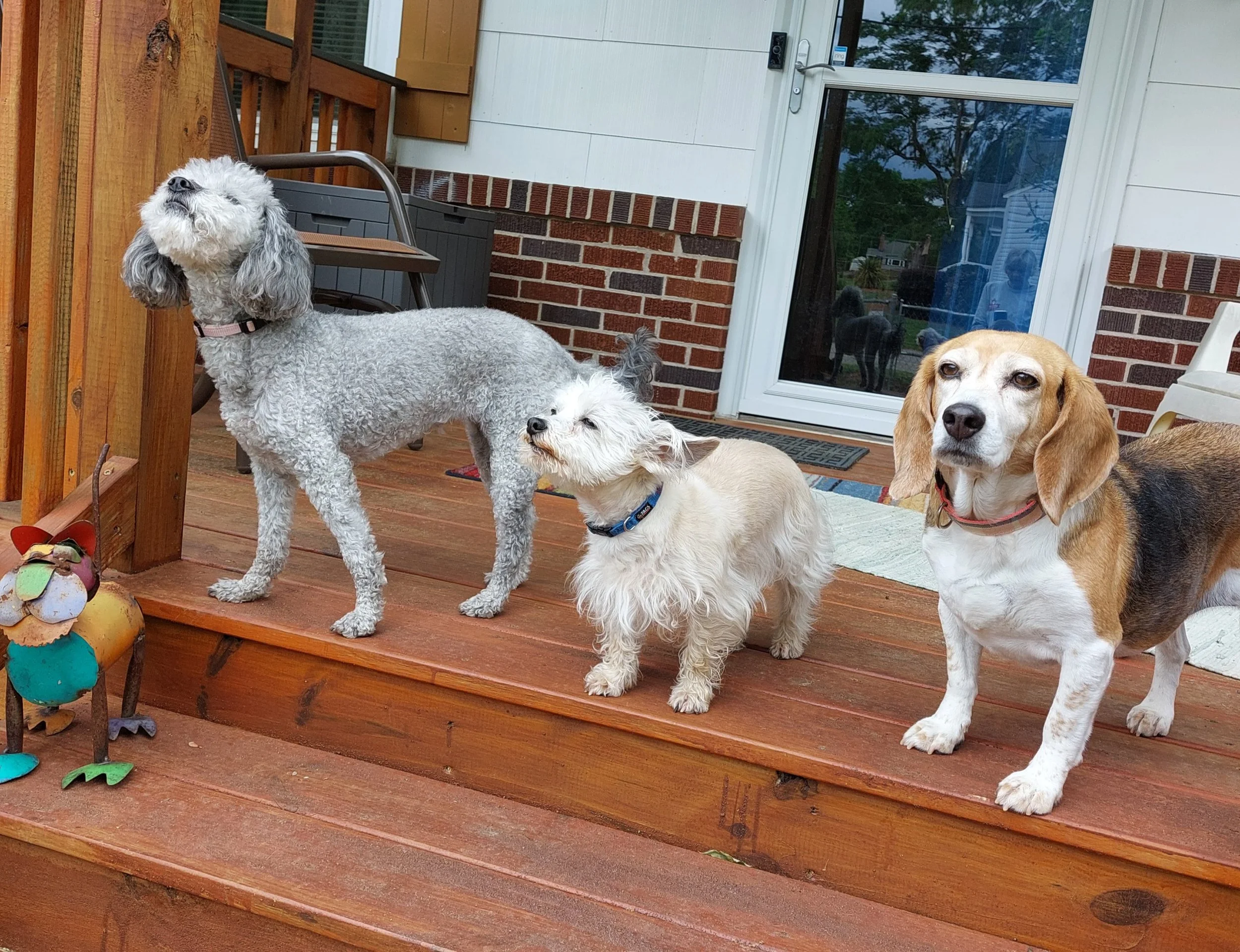 BOB front porch top step sniffing.jpg