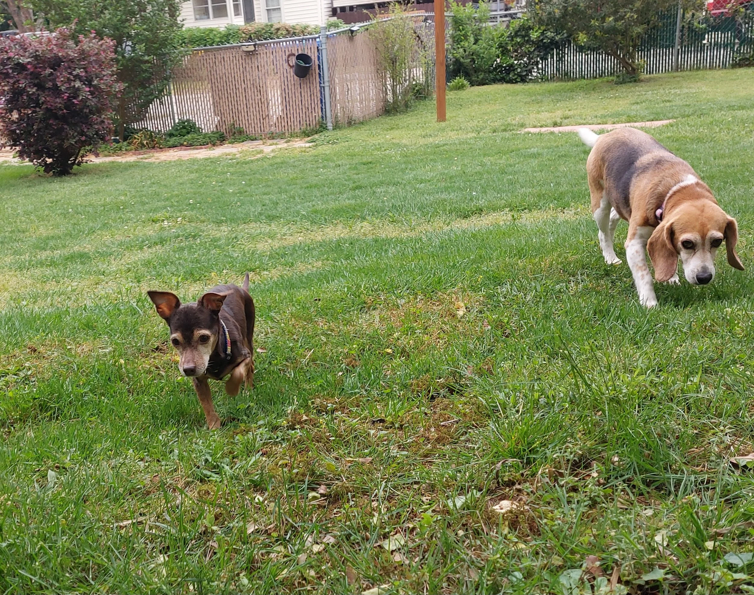 BOB Web Angel and E yard.jpg