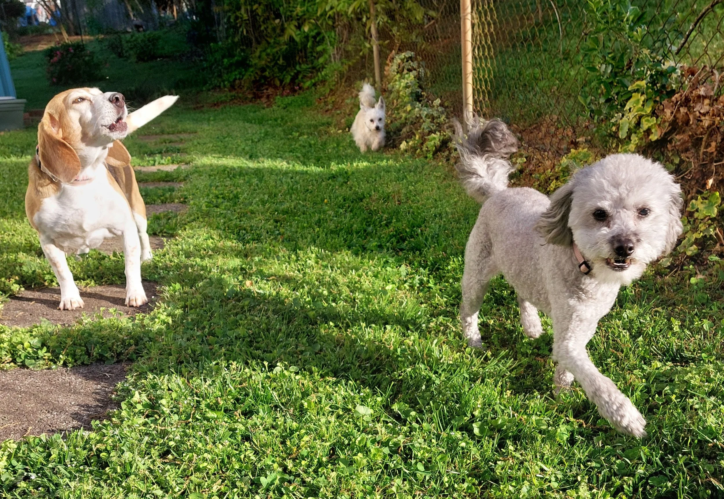 BOB E, Bean, Rini.jpg