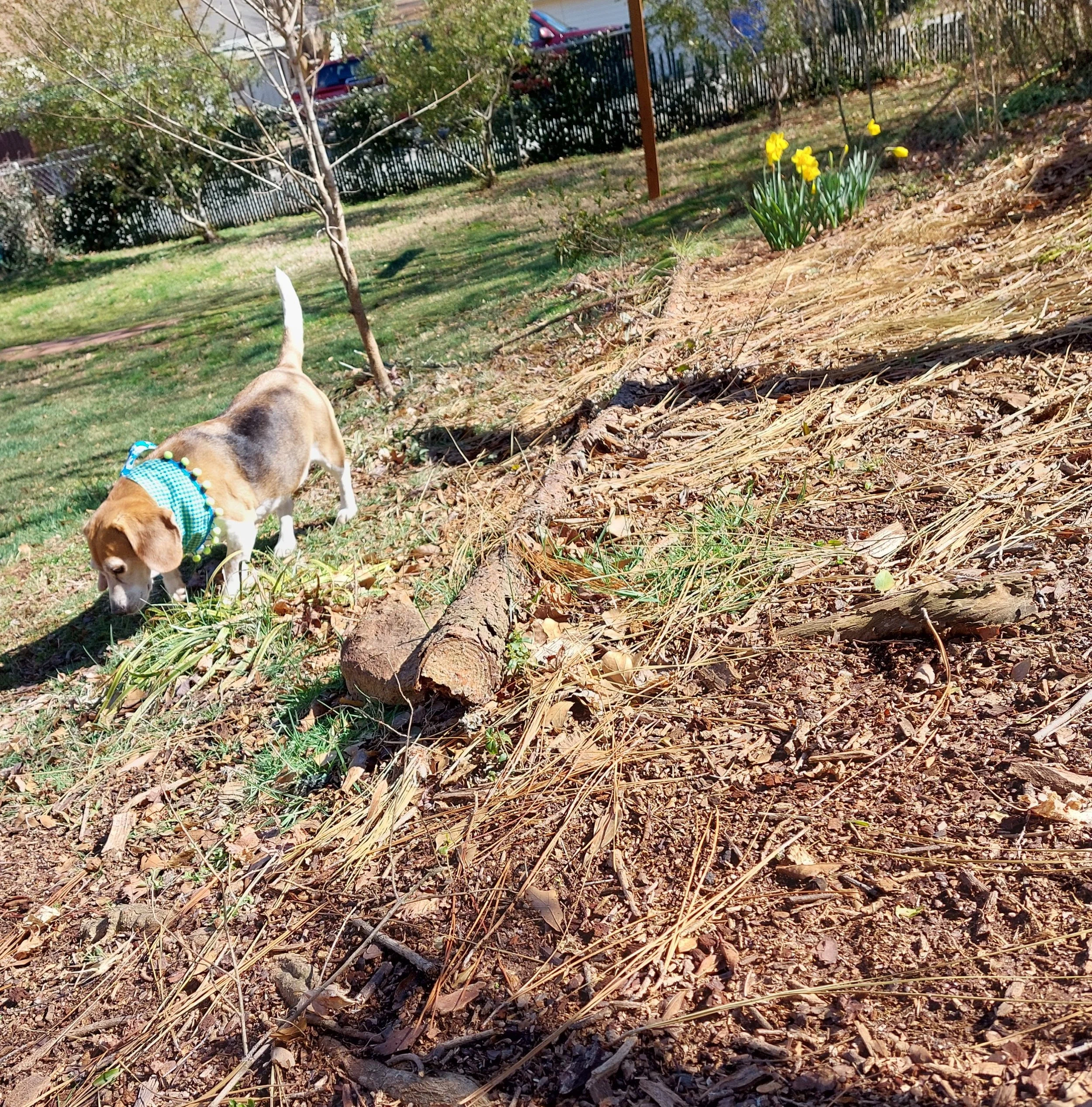 BOB Website E in yard view.jpg