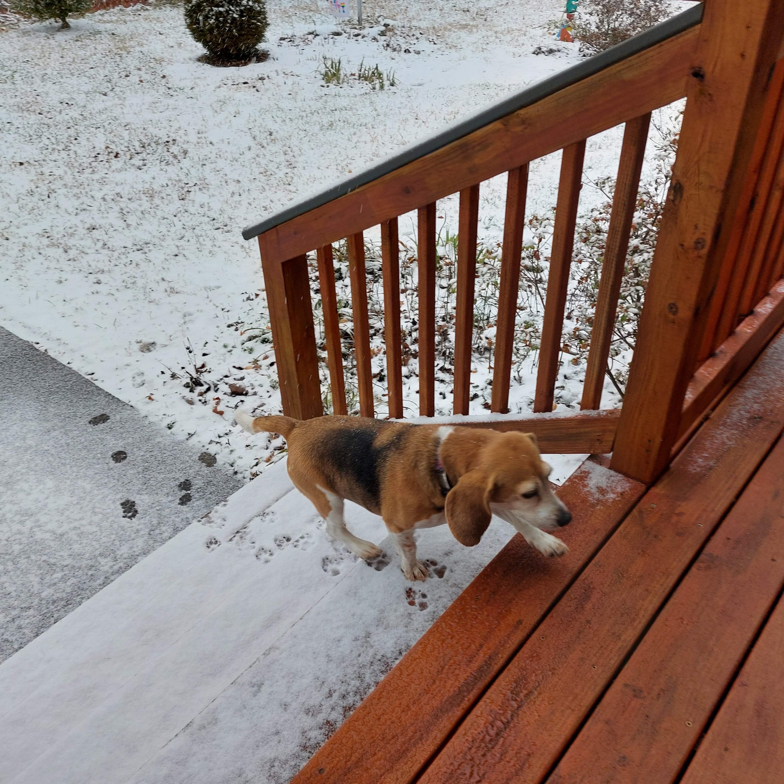 BOB E in snow 2025.jpg