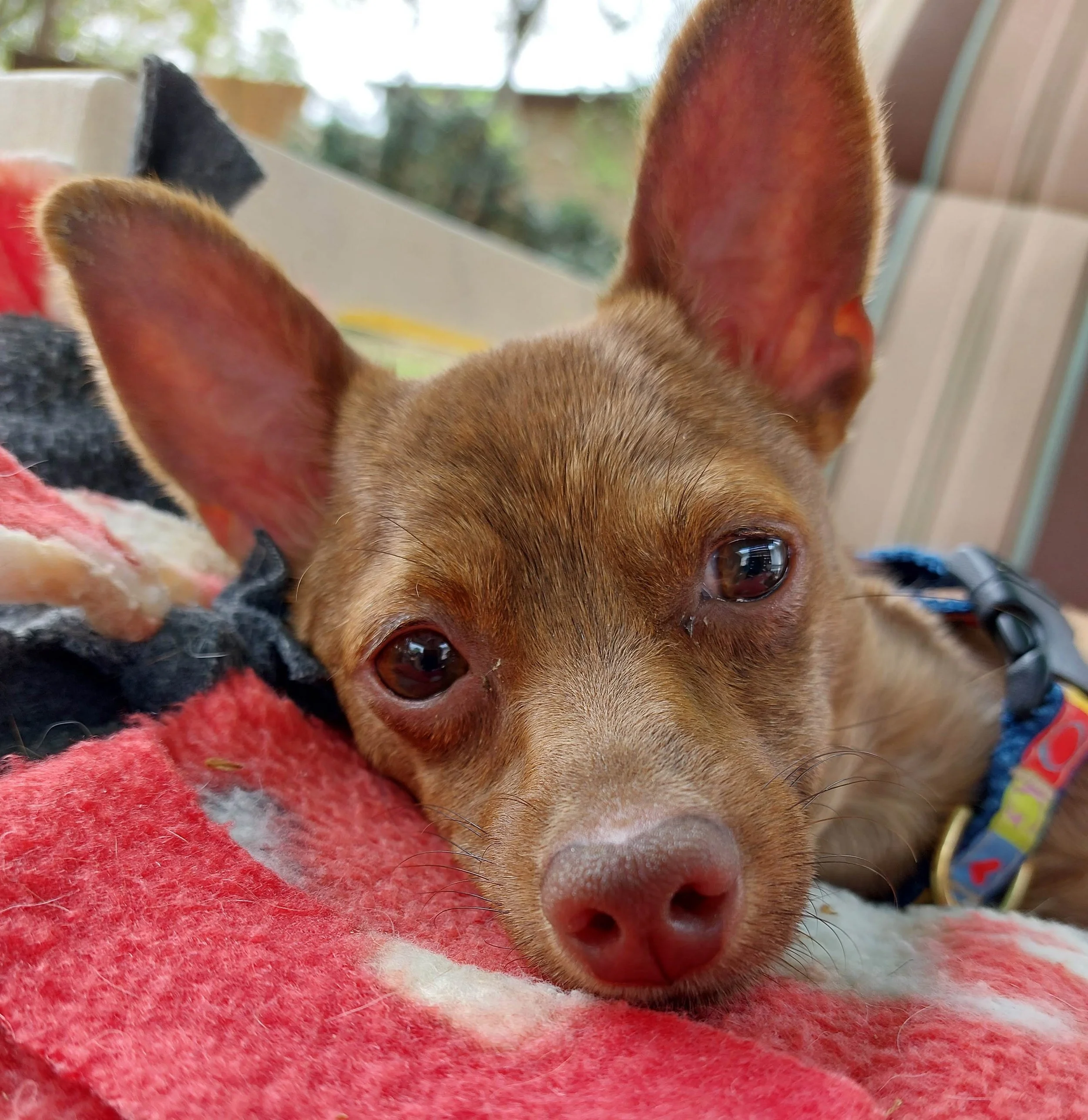 BOB Website - Gibbs.jpg