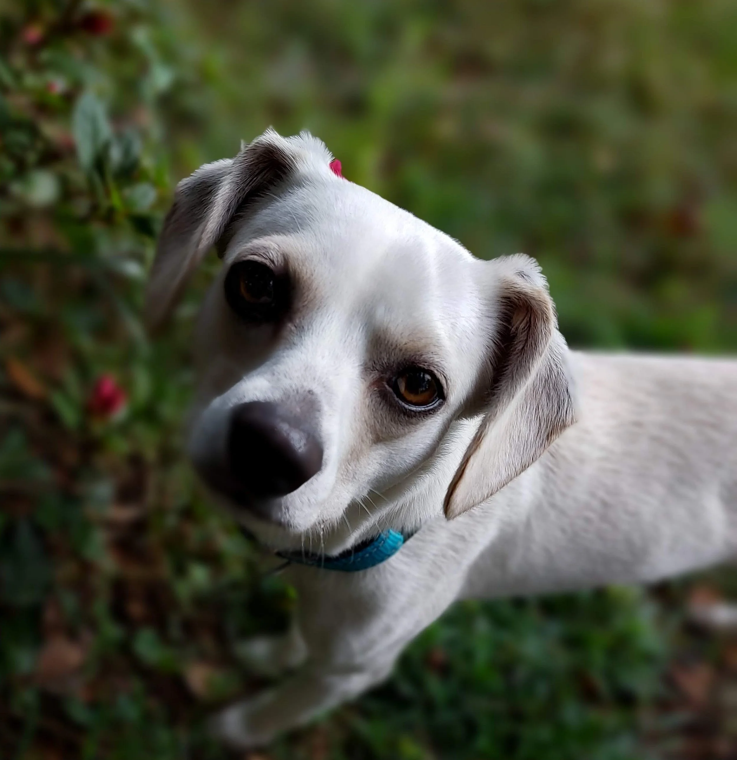 BOB Website - Ducati portrait.jpg