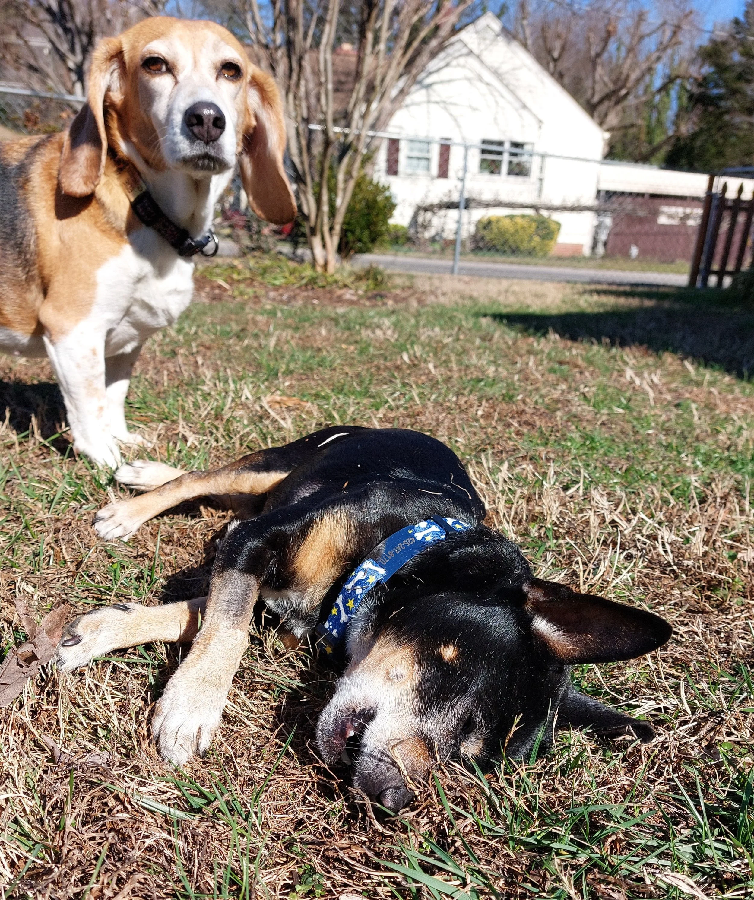 BOB Website - E and Charlie in grass.jpg