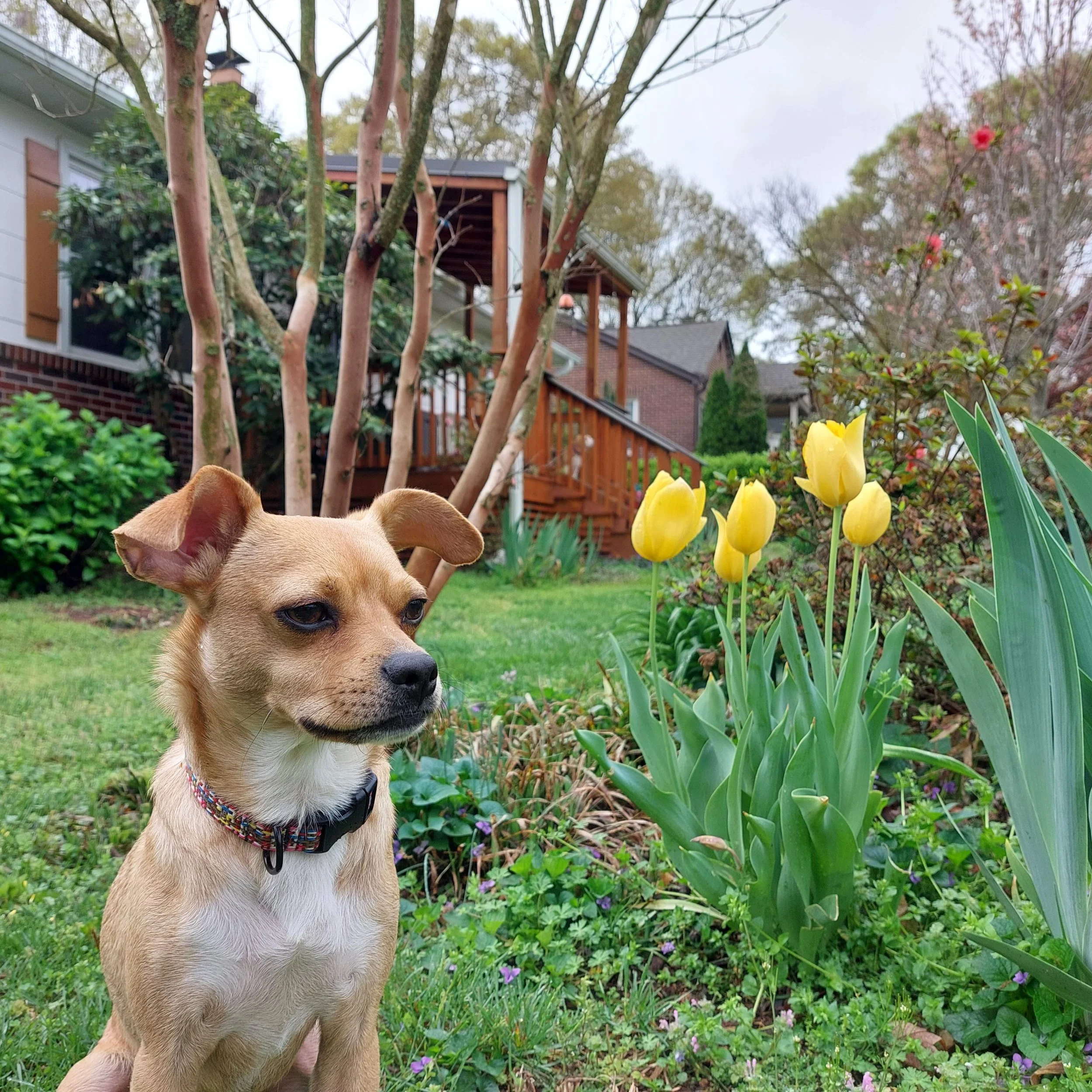 BOB Dallas and yellow tulips.jpg