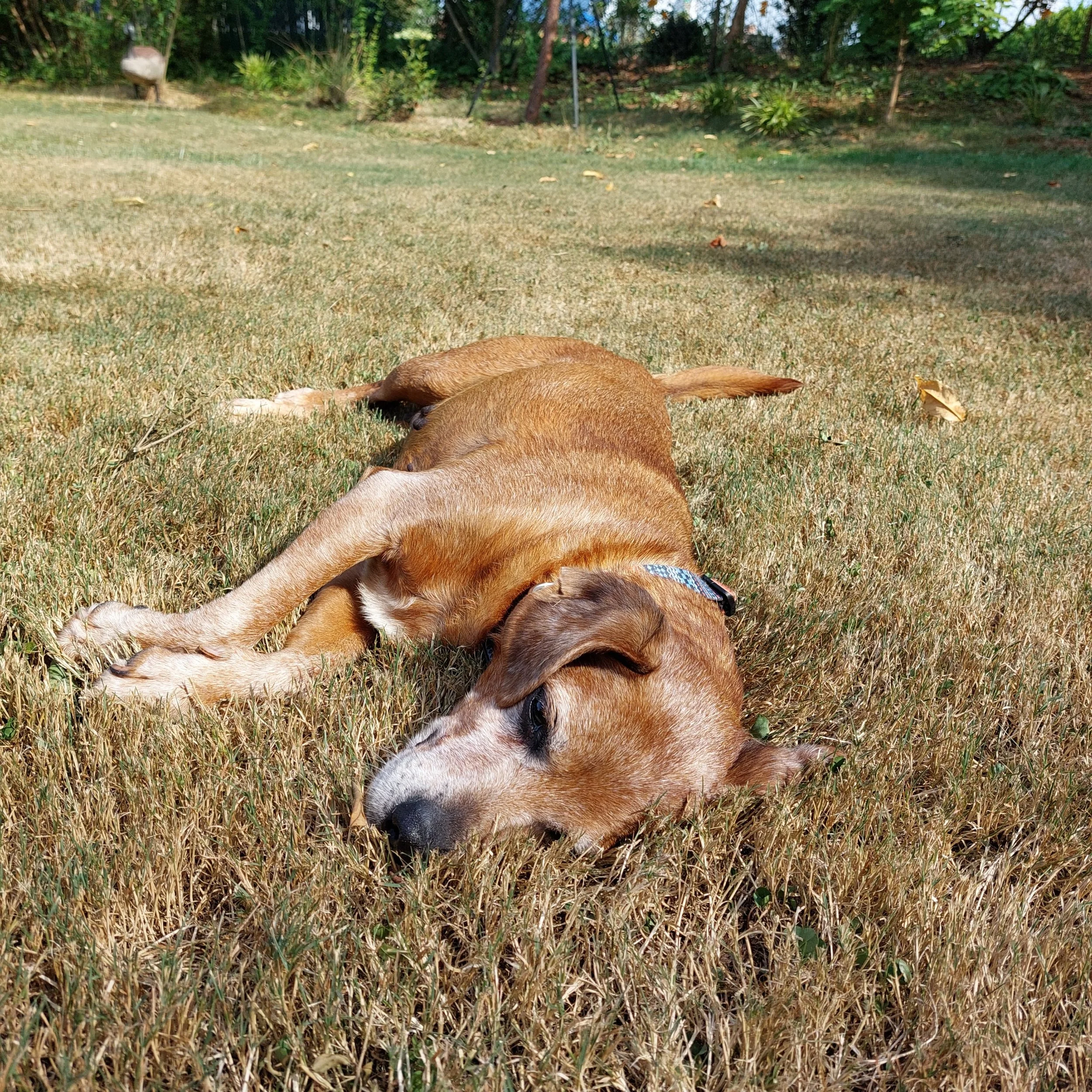 BOB Website - Karrie in sun grass.jpg