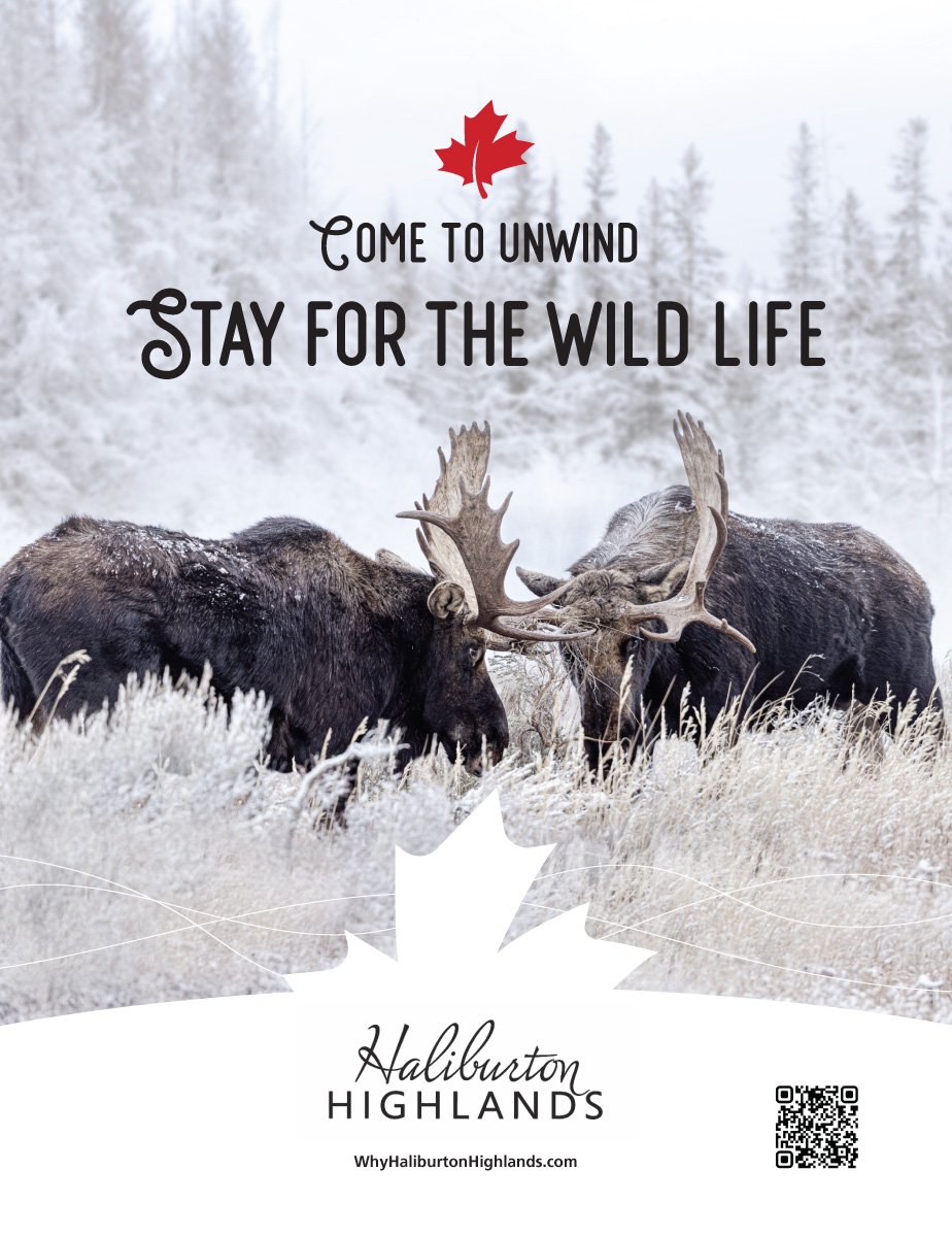 Two moose in a snowy landscape under text "Come to unwind, stay for the wildlife" promoting Haliburton Highlands.