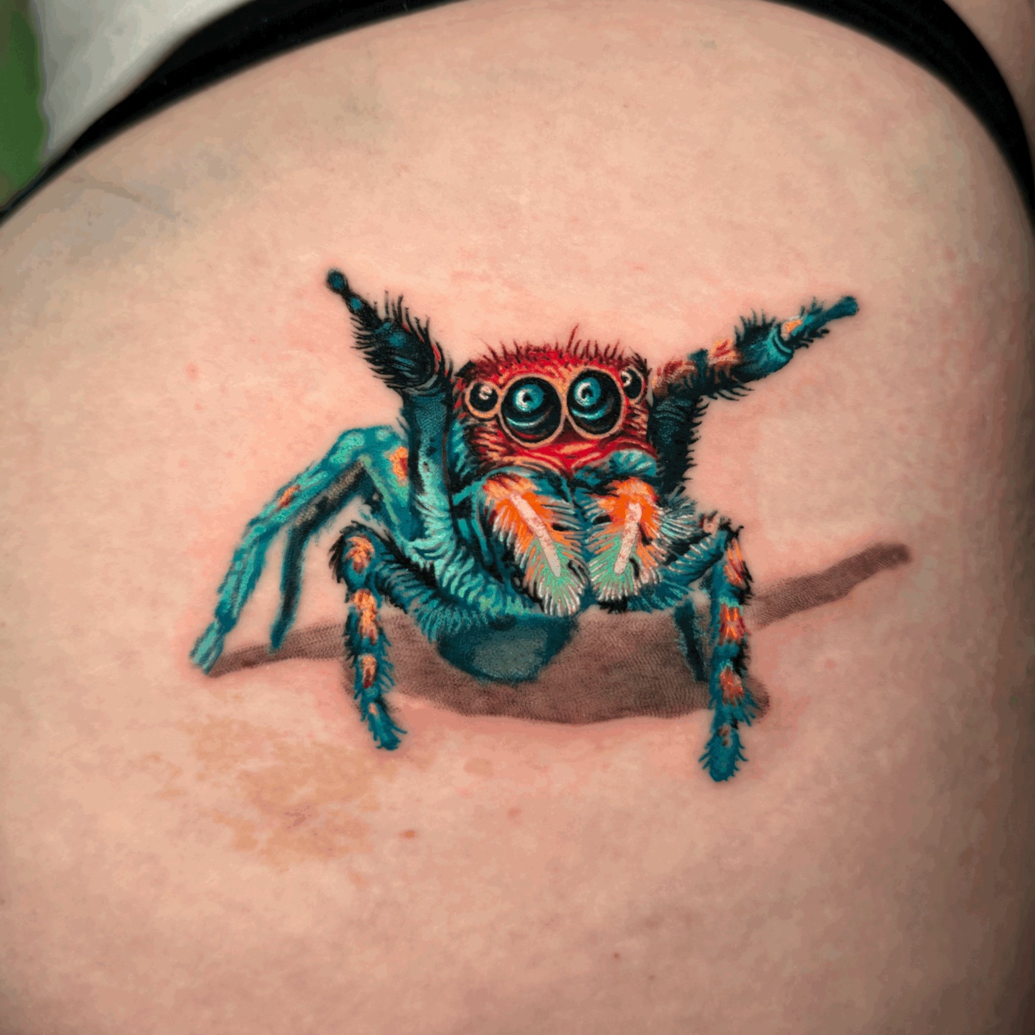 Peacock Spider