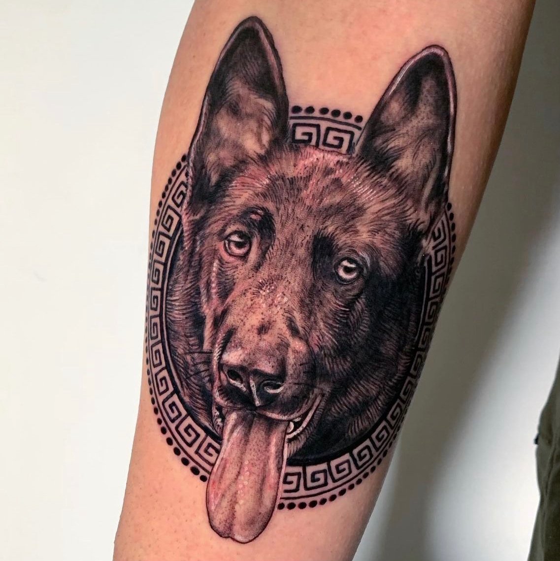 German Shepard
