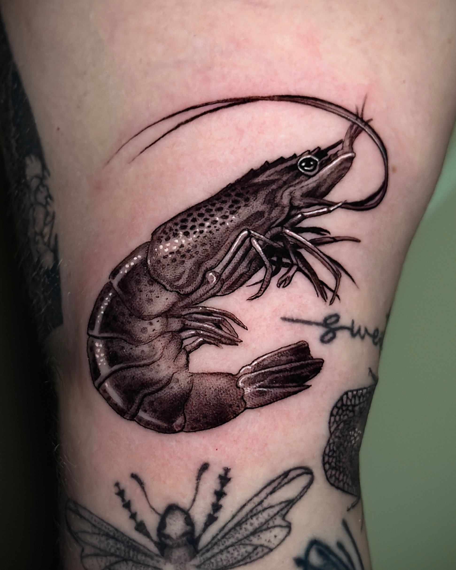 Shrimp