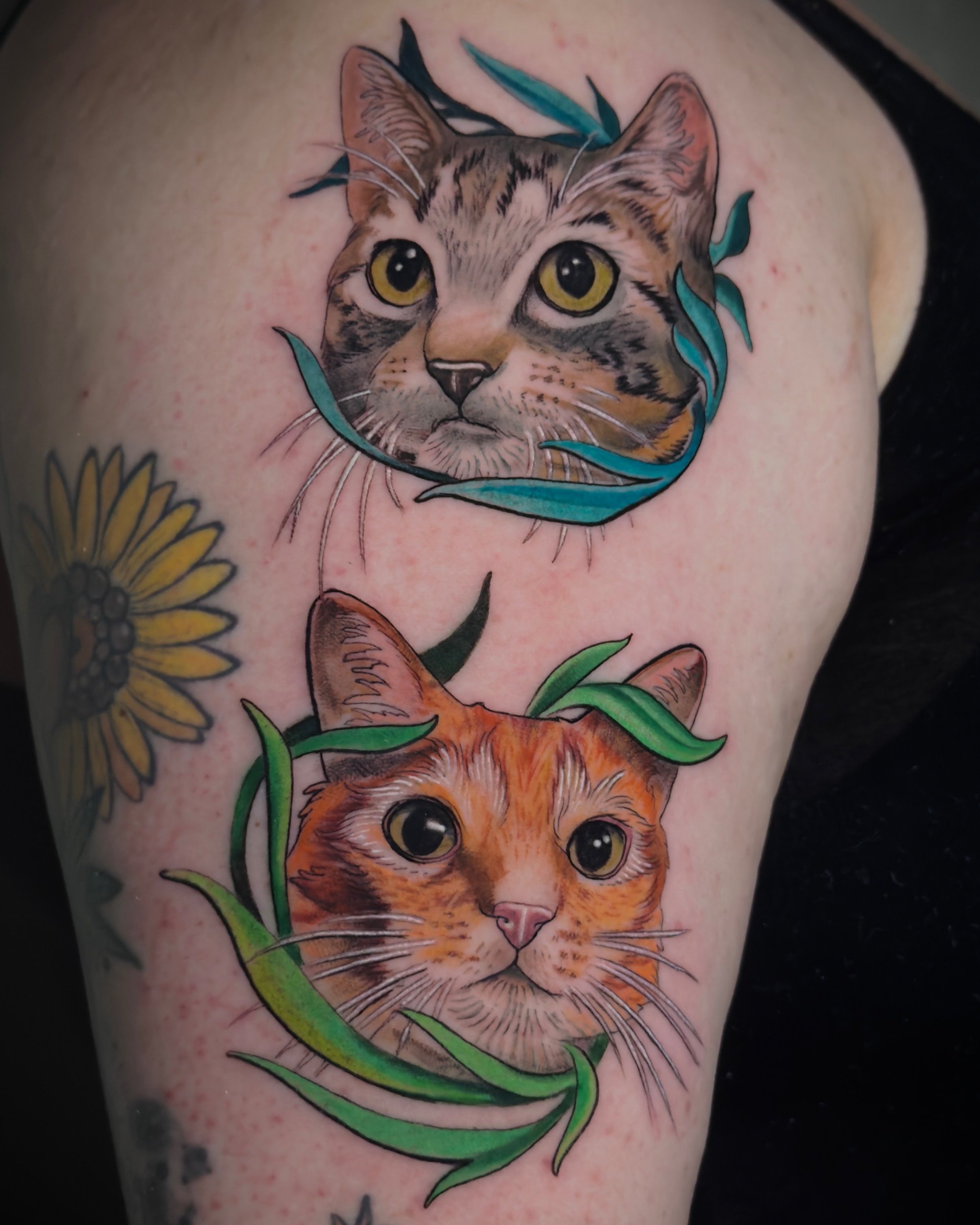 Kitty Portraits