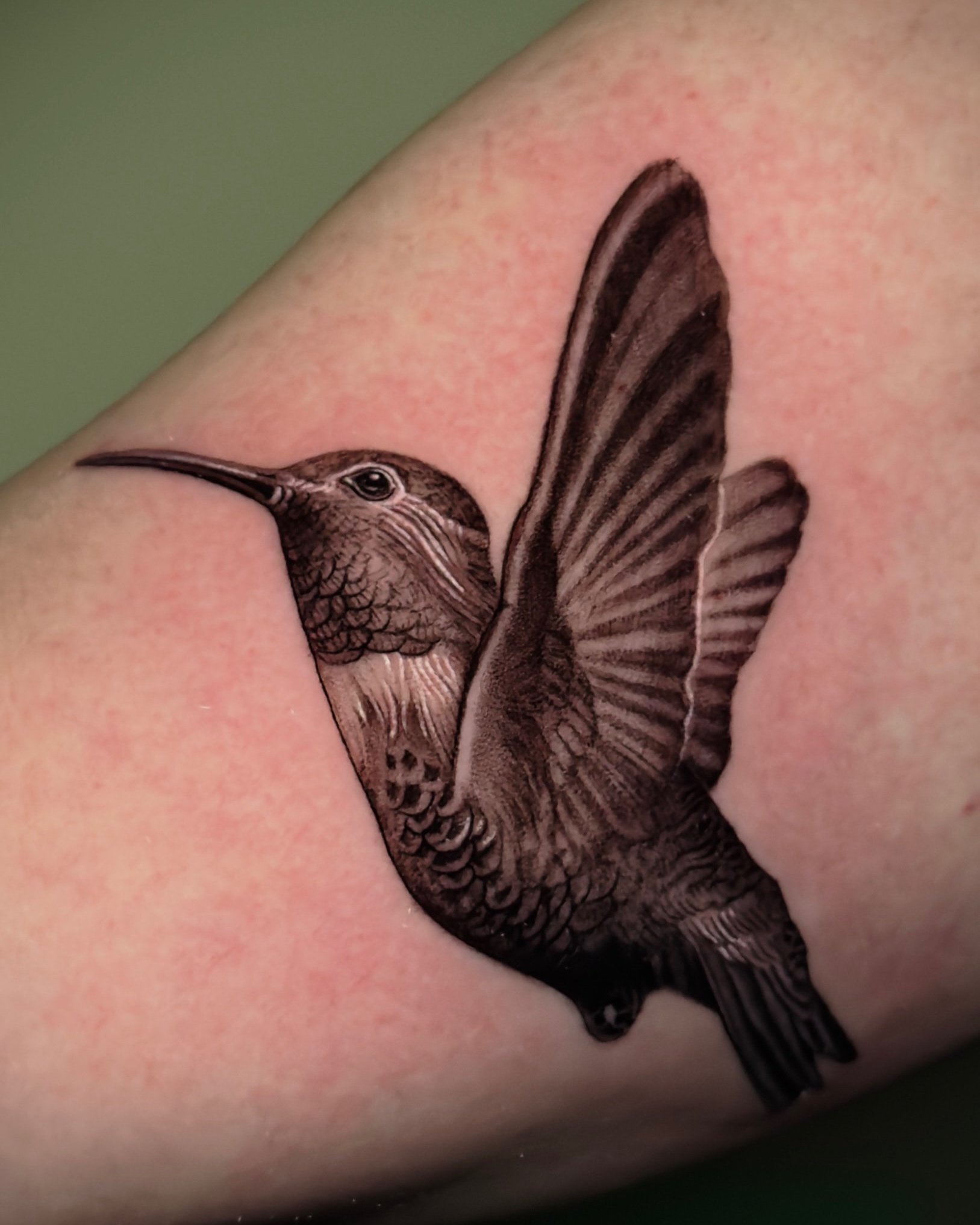 Humming bird