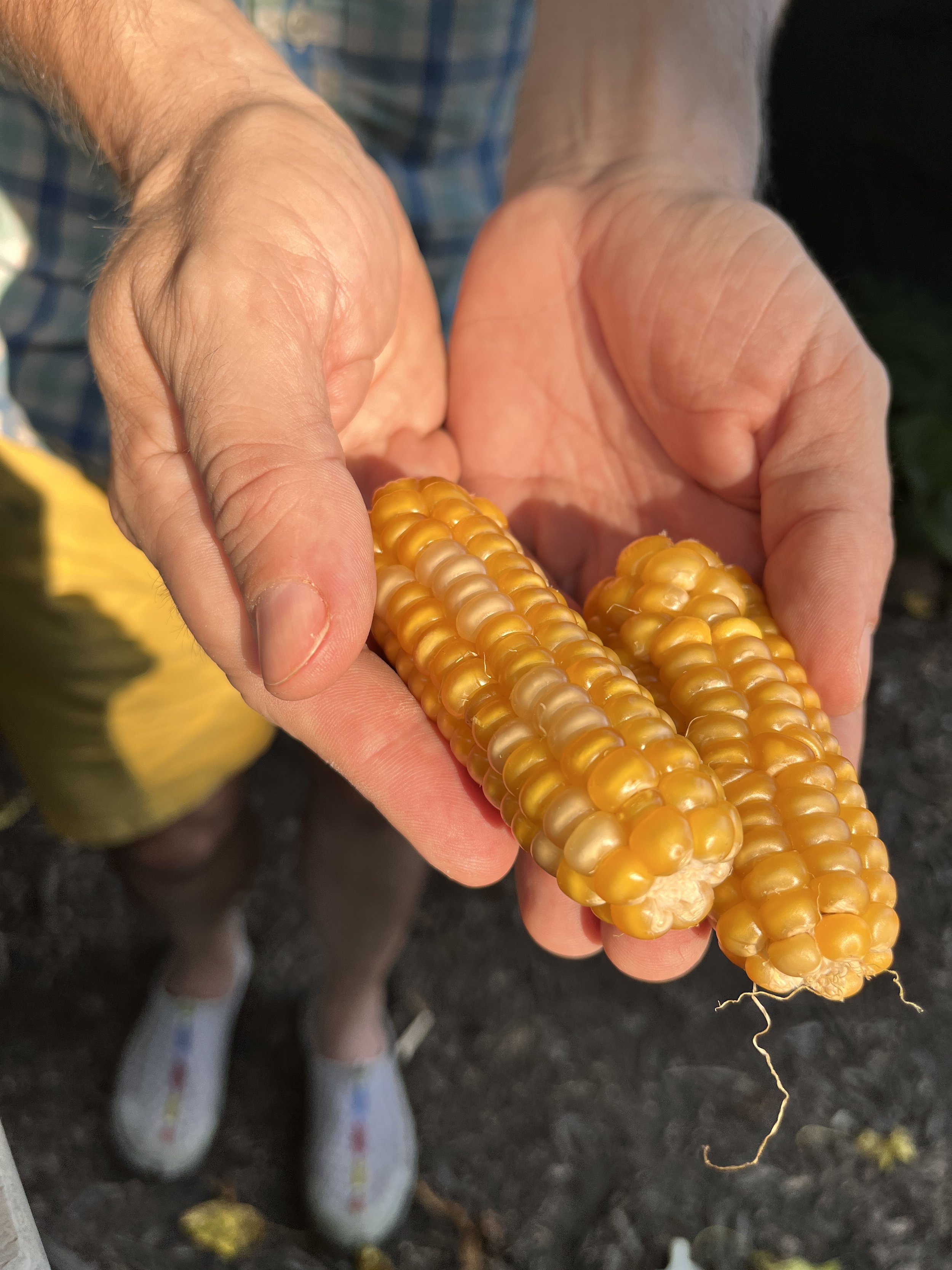Man Holding Gaspe Flint Corn