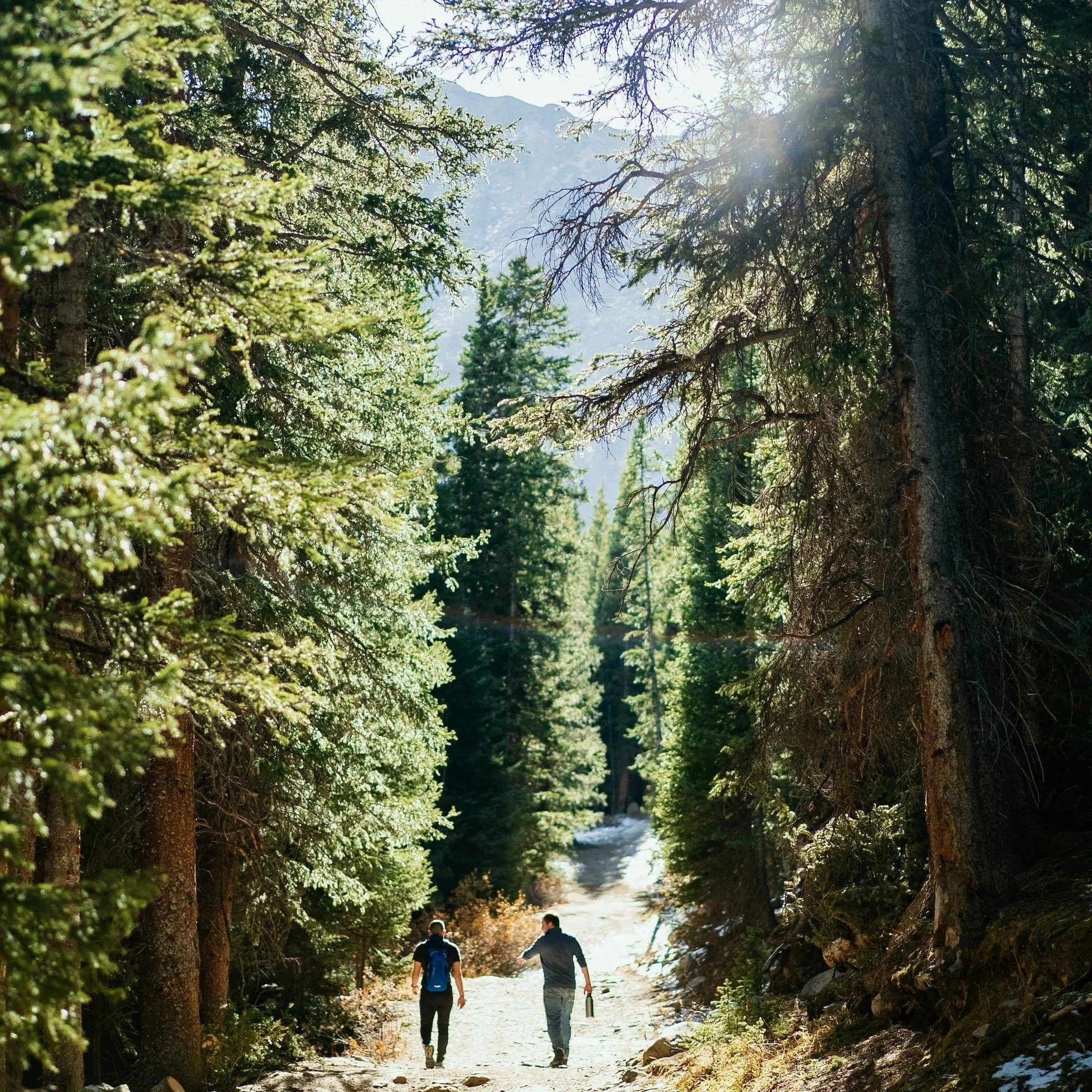People walking on forest trail