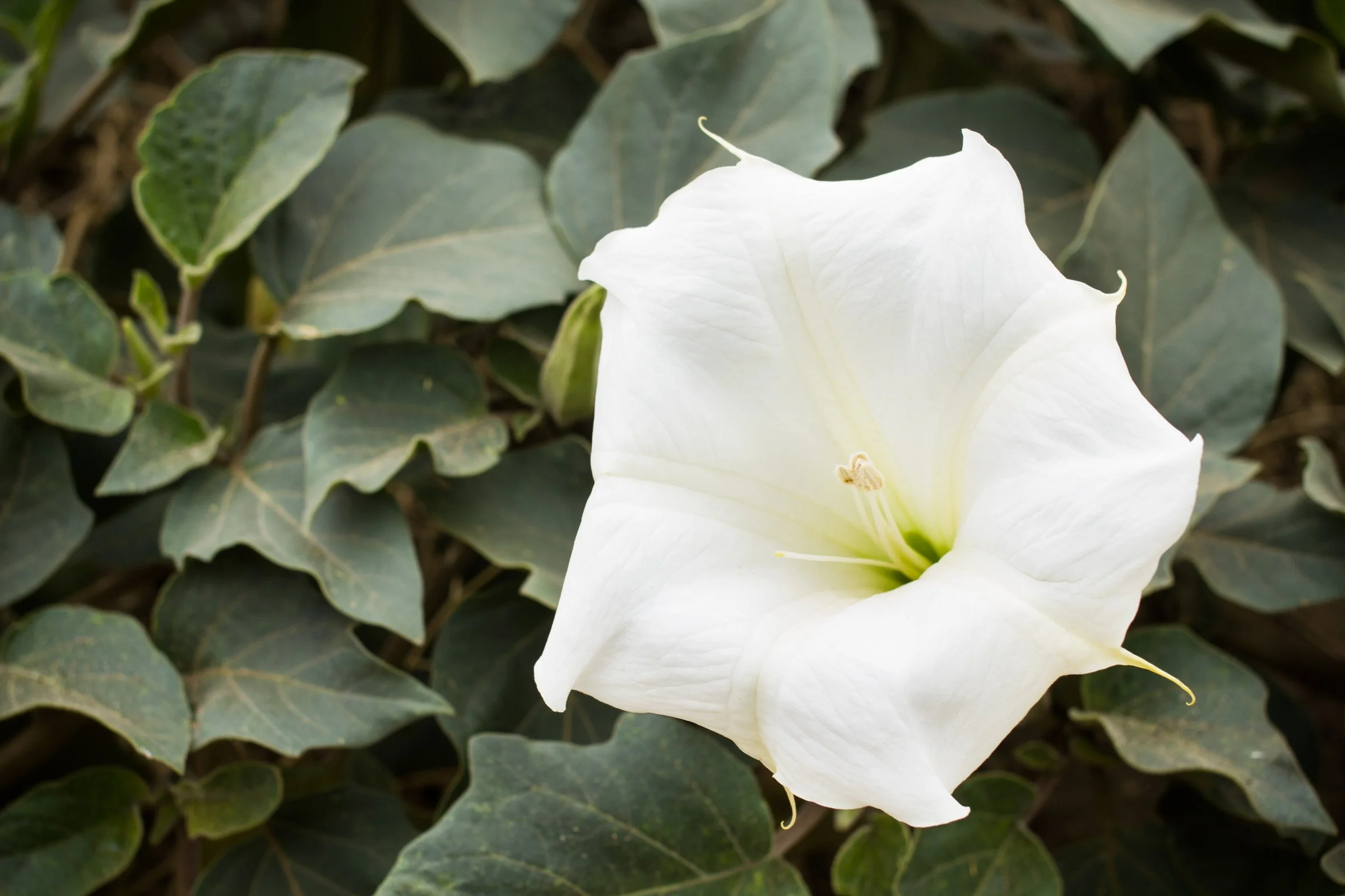 Poisonous Plants of Illinois and How to Identify Them