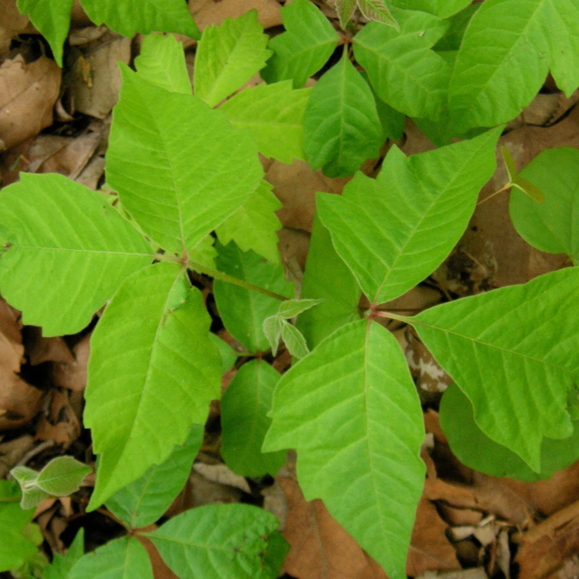 Poison Ivy