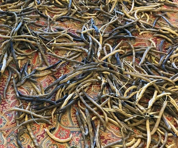 Seed pods on paisley mat
