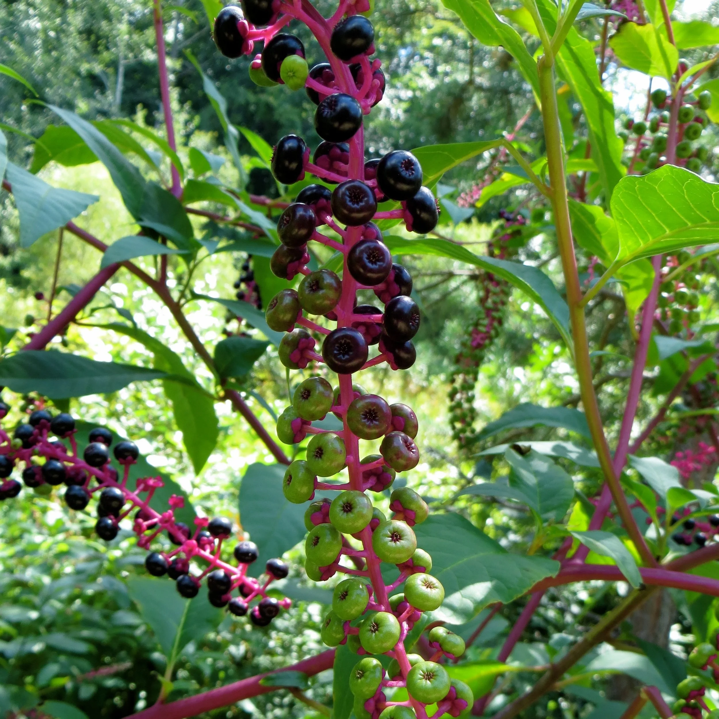 Pokeberry, Pokeweed, Ink Berry