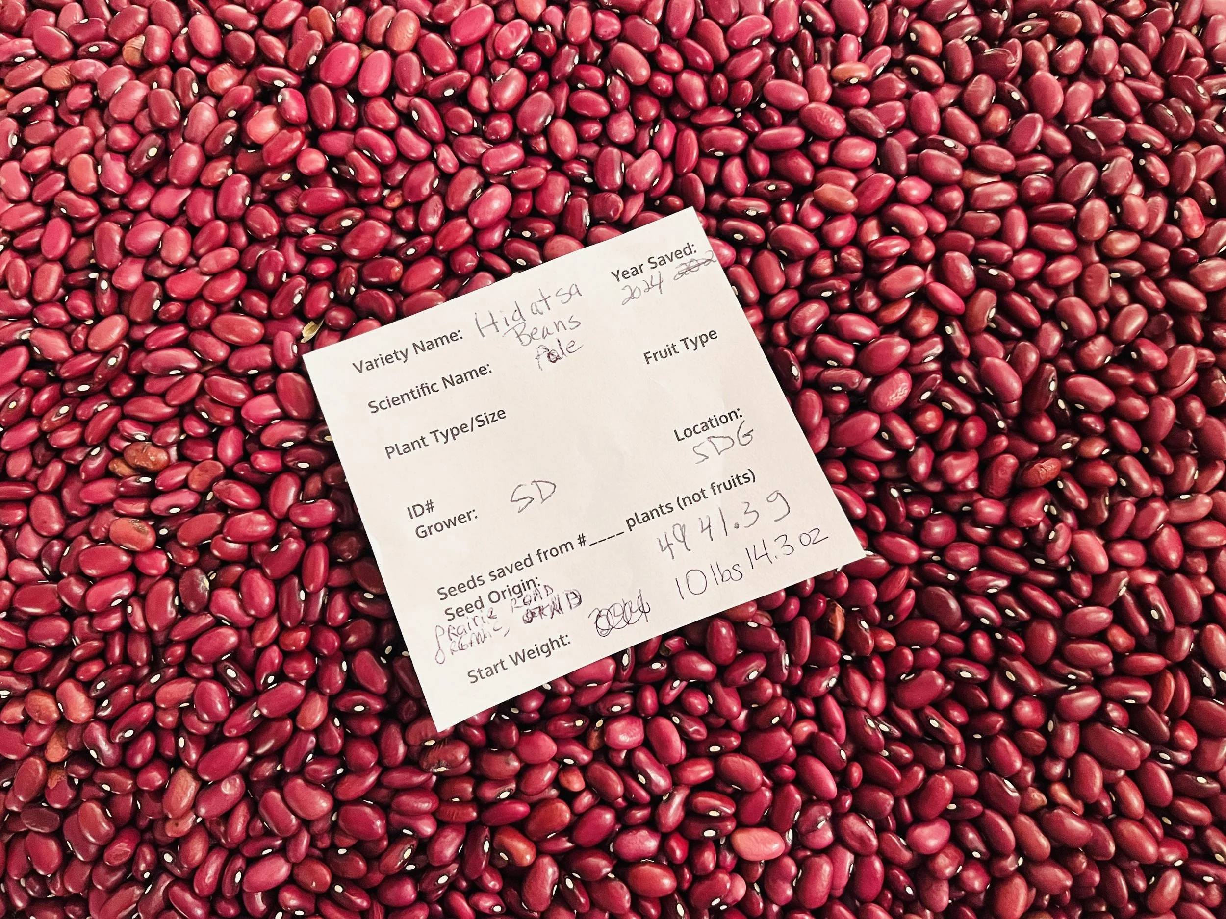 Close up of the Harvest Total for the Hidstsa Bean