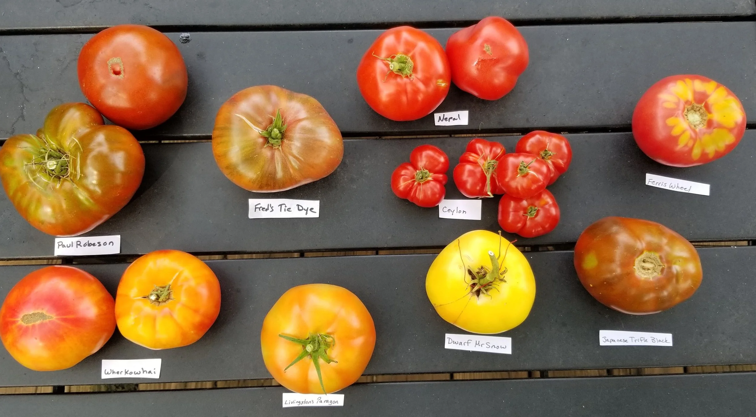Different Types of Tomatoes with Labels beneath them