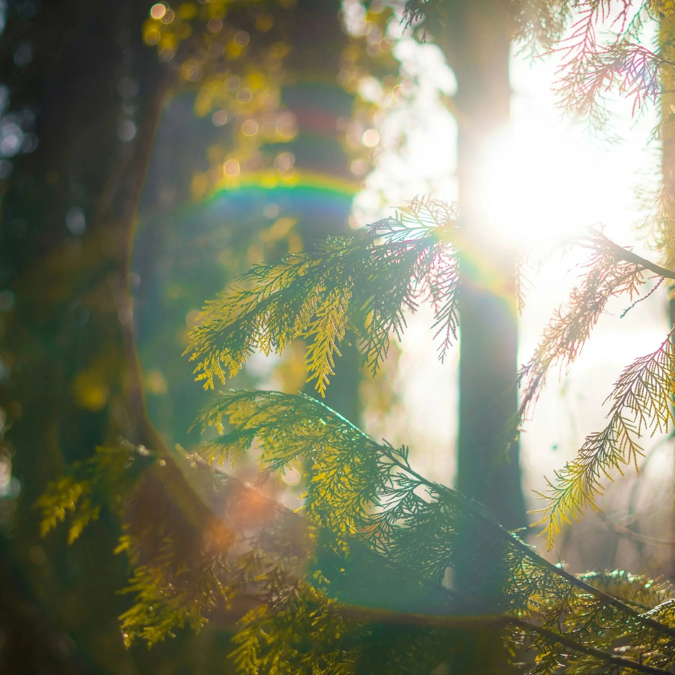 Sunshine through tree leaves