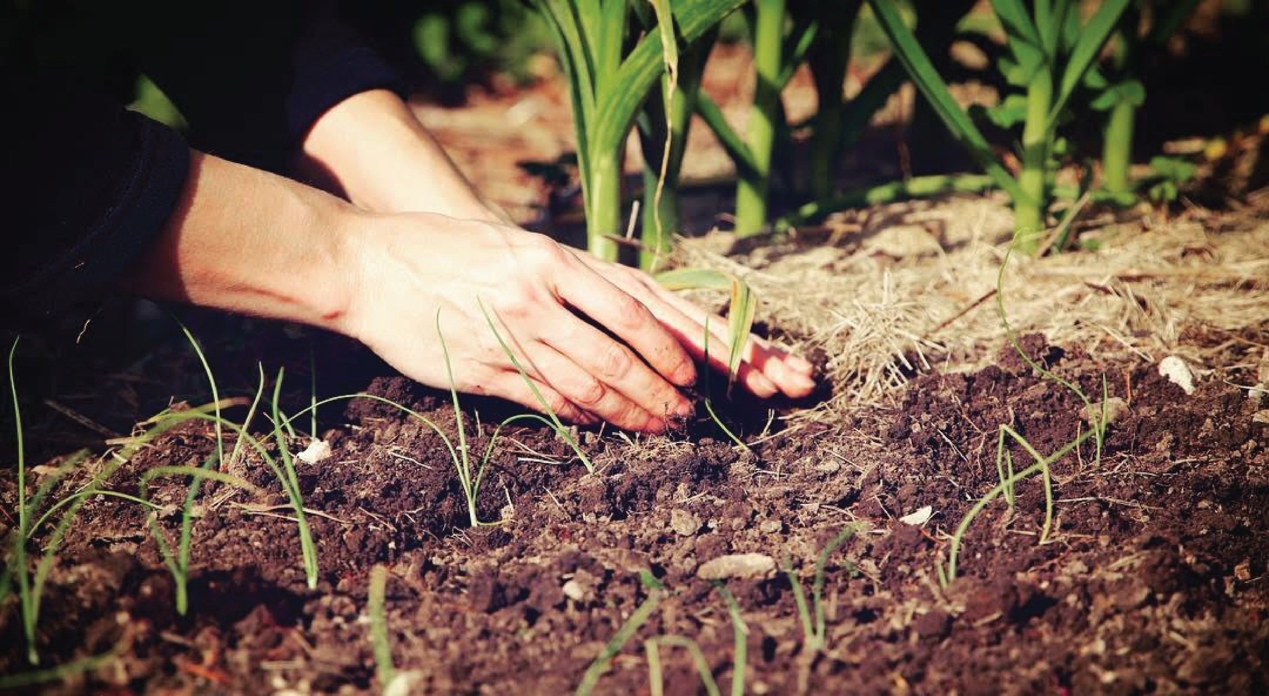 Food & Garden