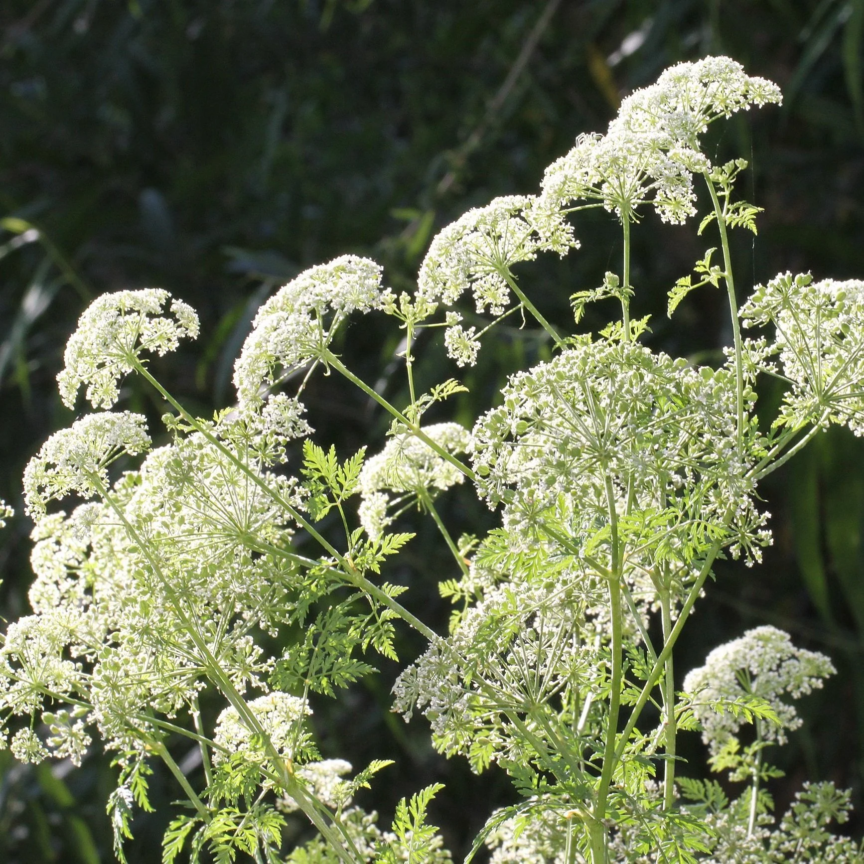 Poison Hemlock