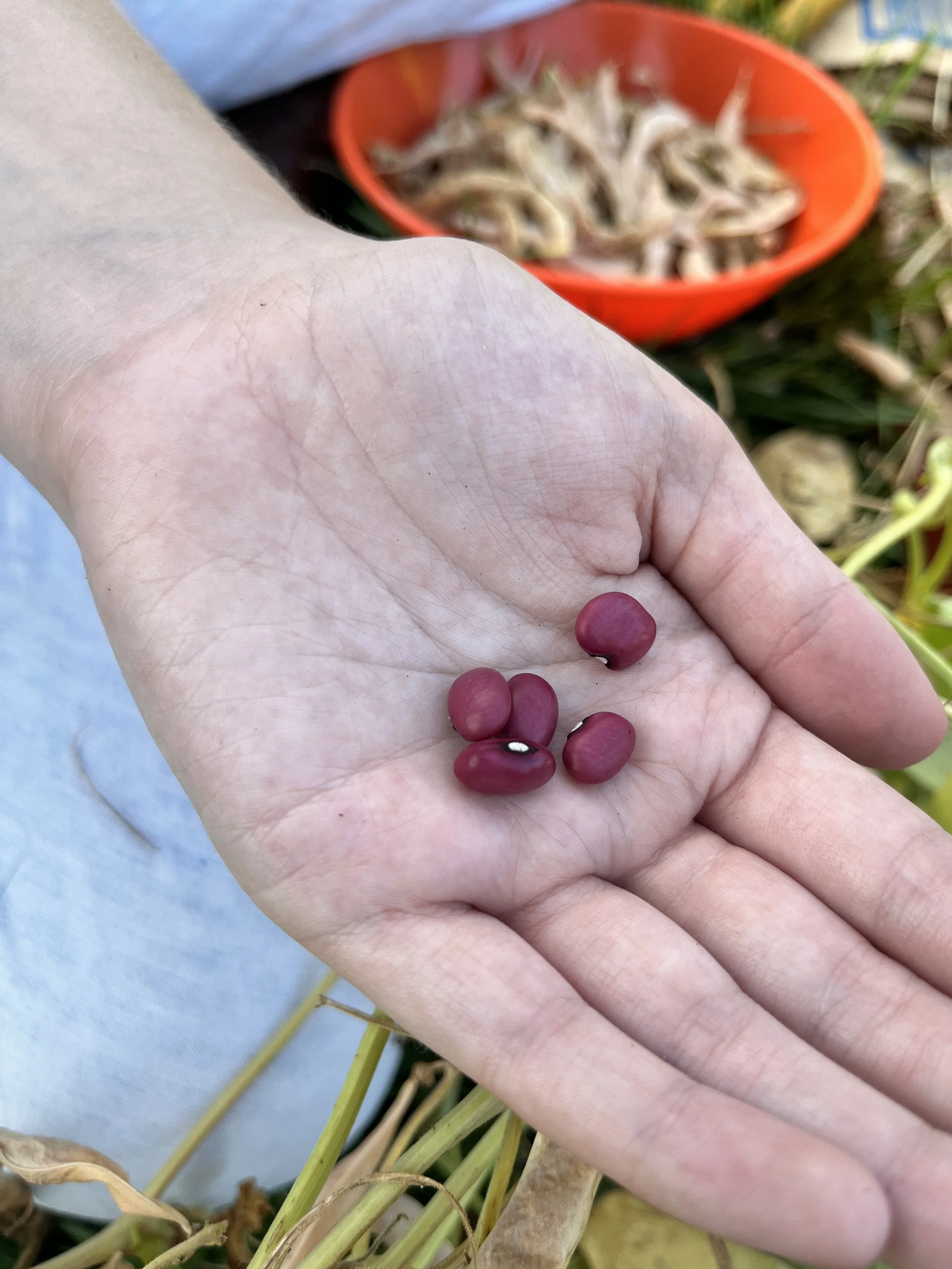 Hand Holding Hidatsa Beans