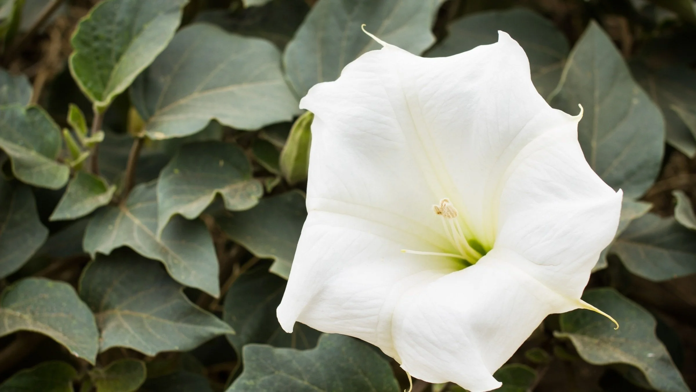 White Jimsonweed Flower with Foliage
