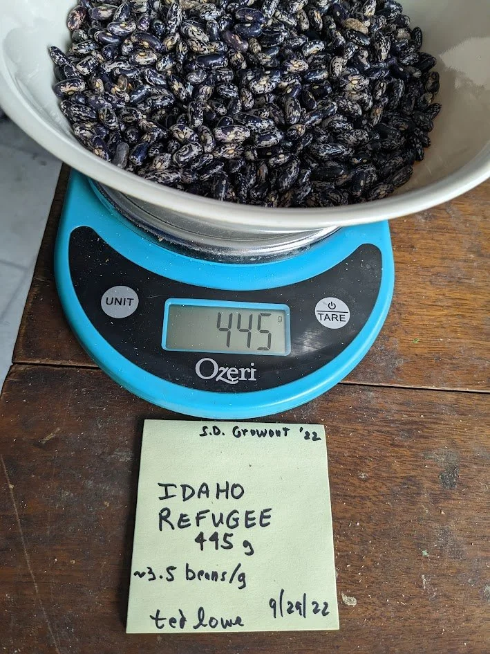 Refugee Bean weigh in and info