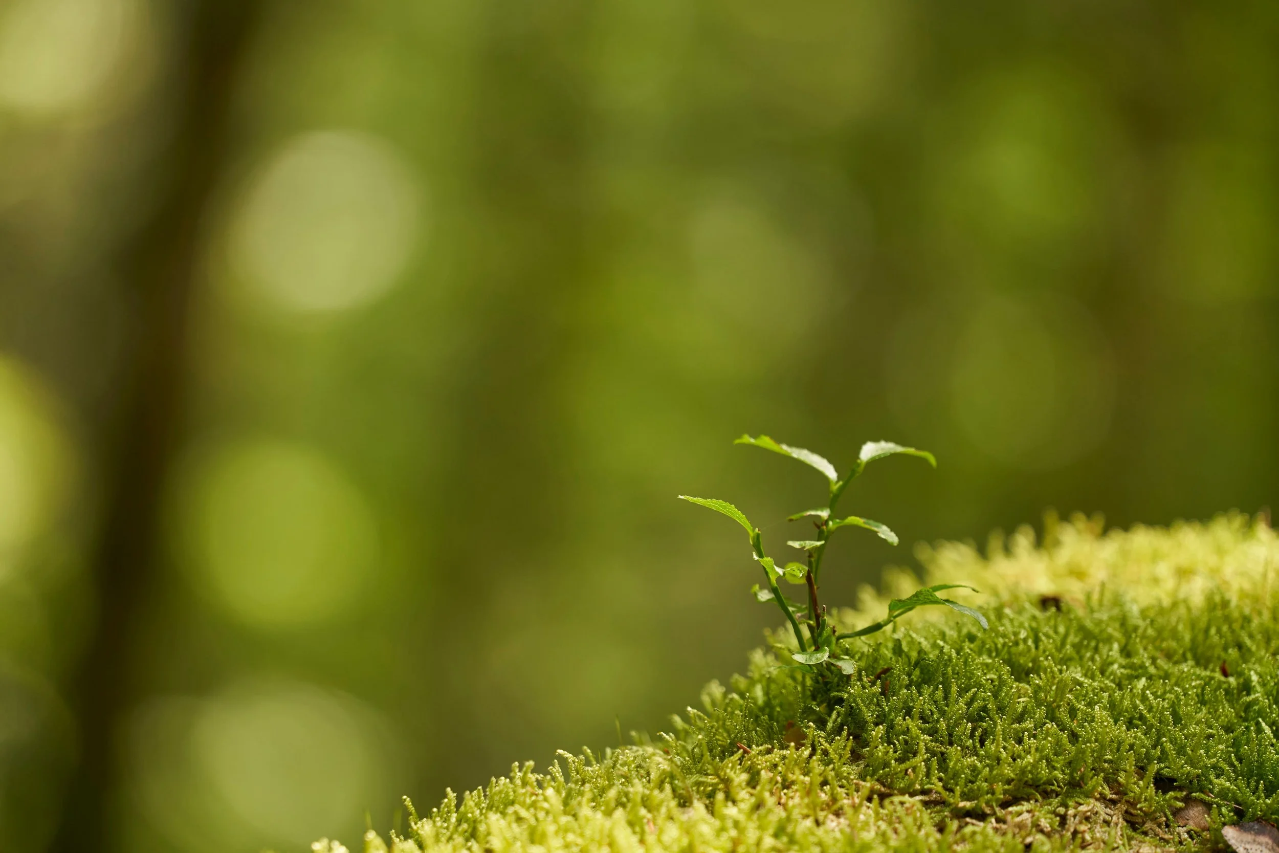 Moss