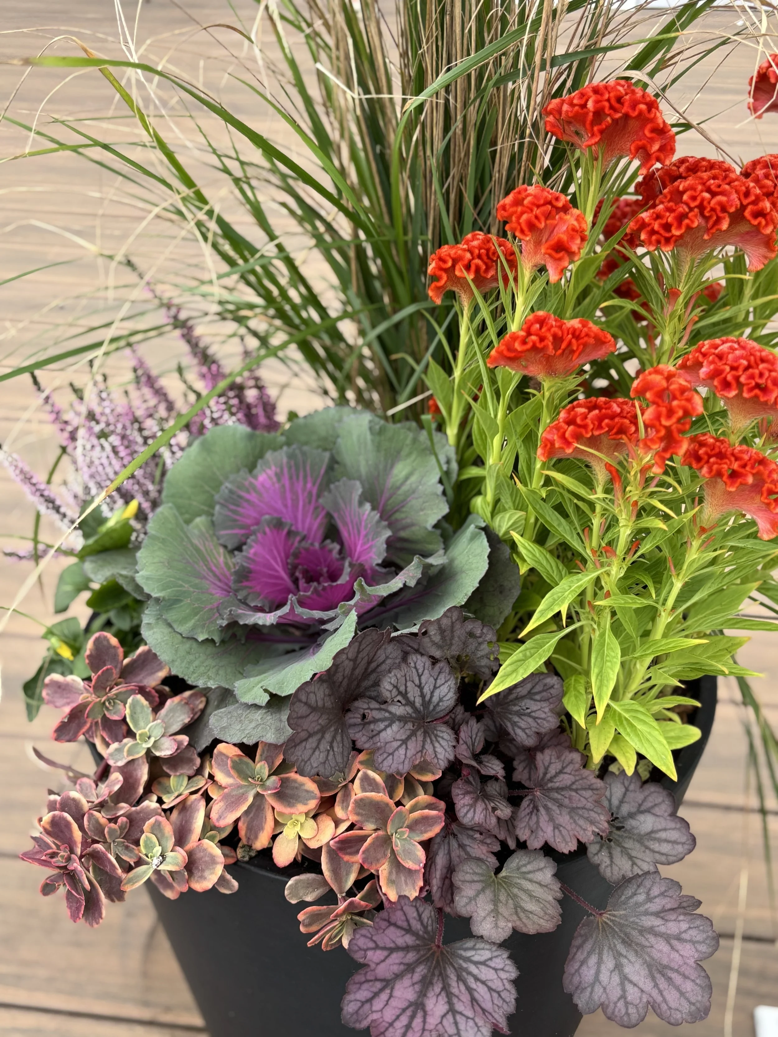 heleneplanter.jpg
